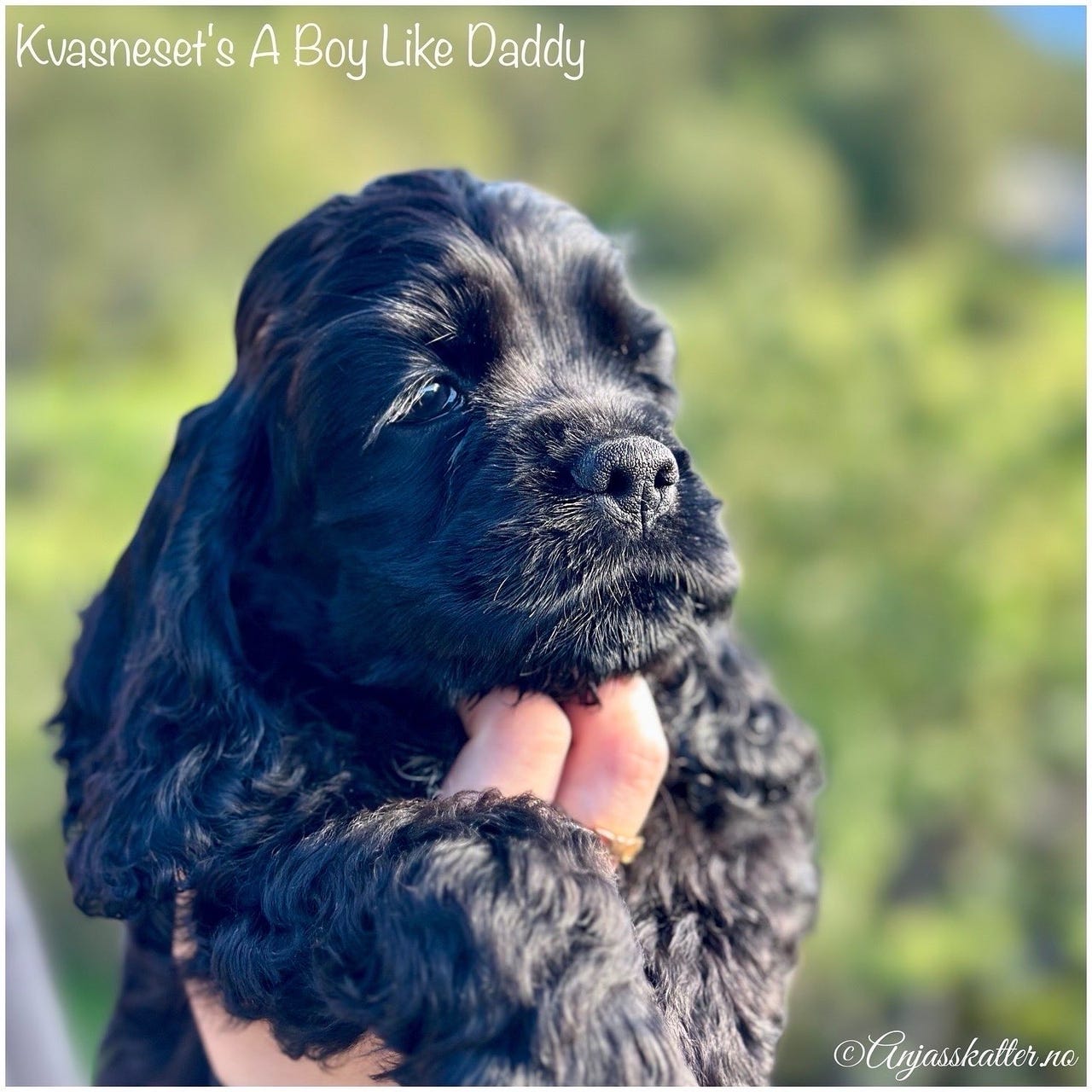 Amerikansk cocker spaniel