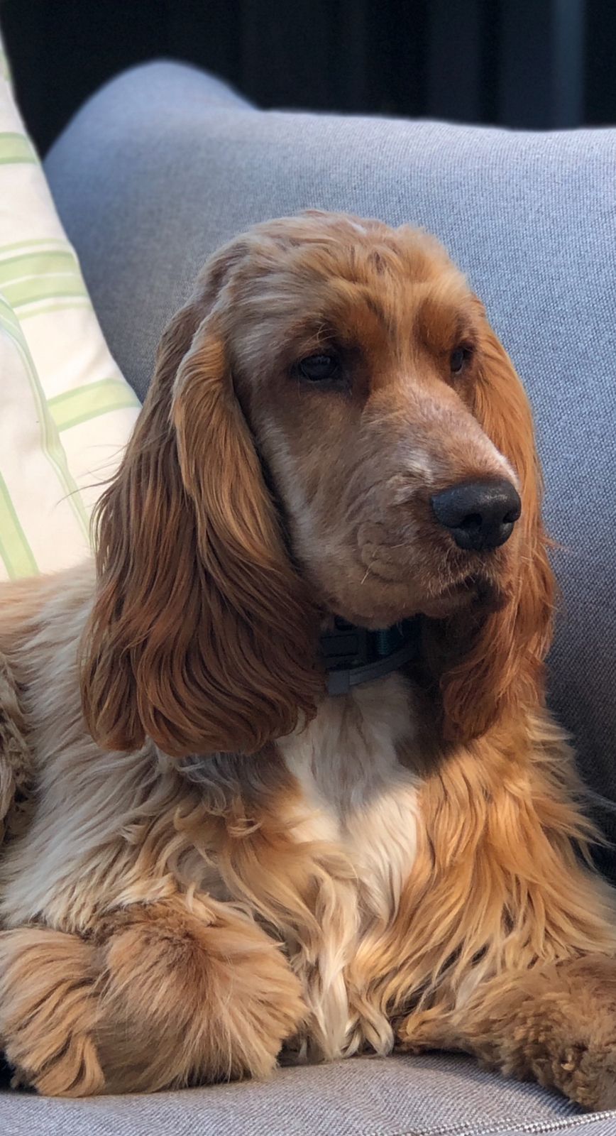 Cocker spaniel