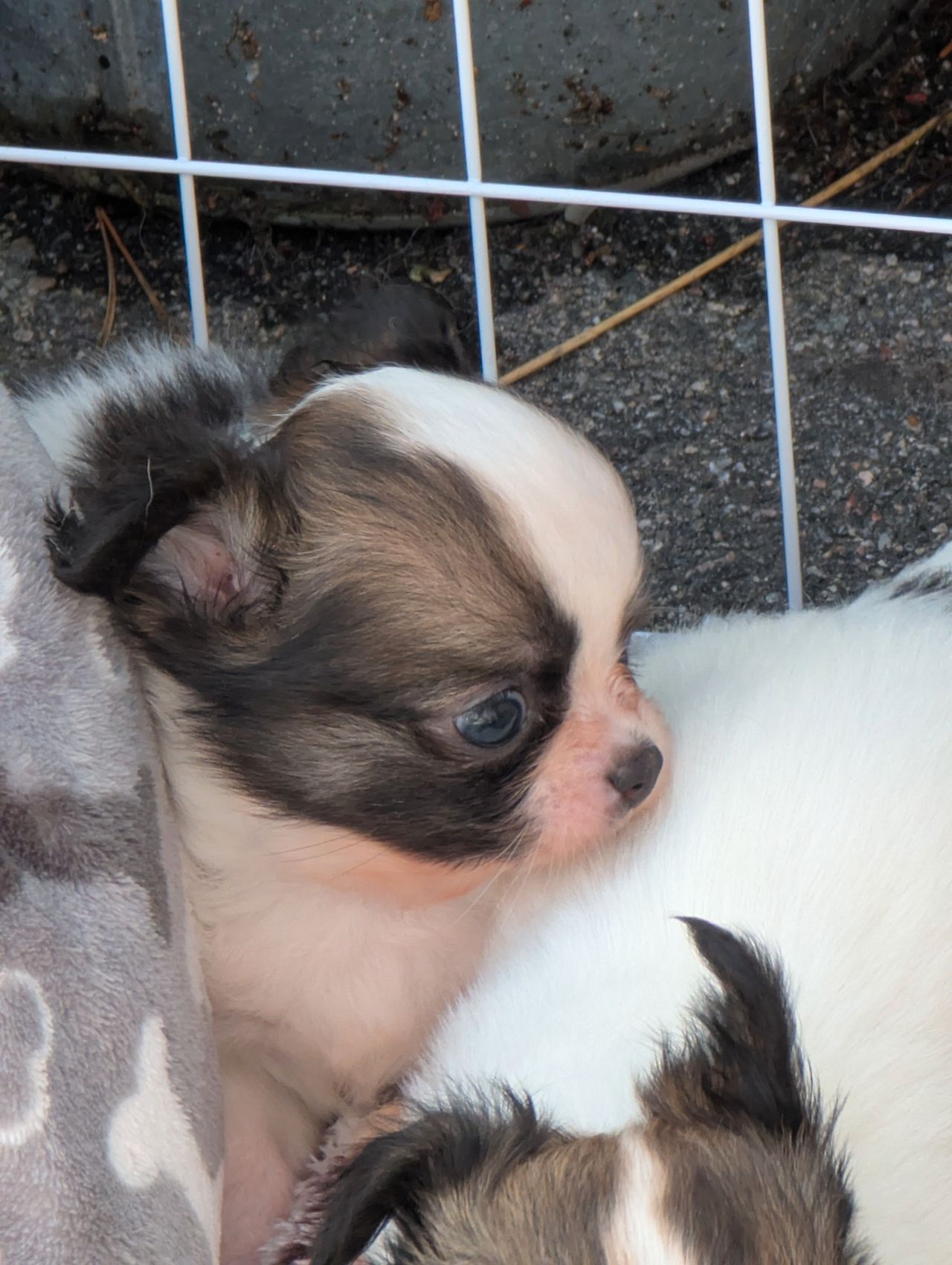 Chihuahua langhåret