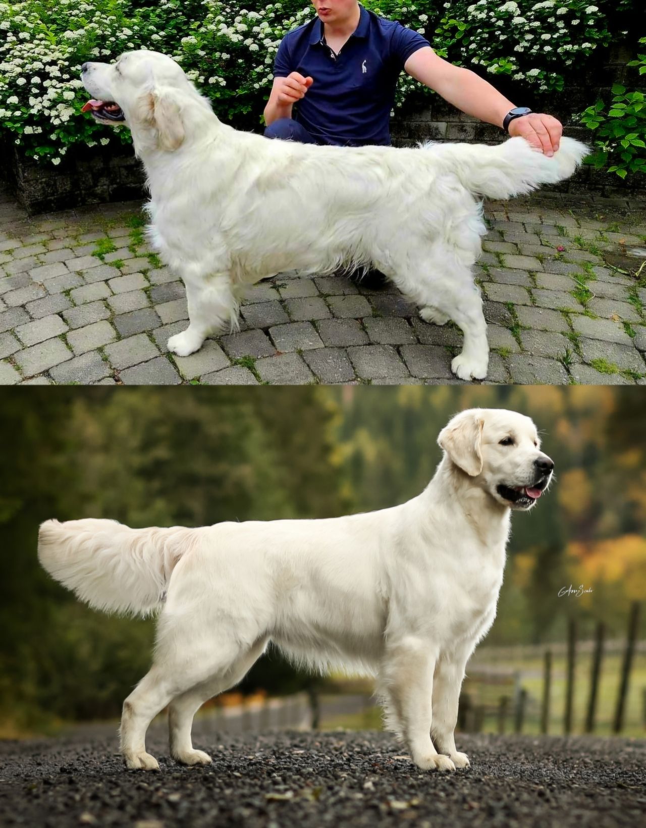 Golden retriever