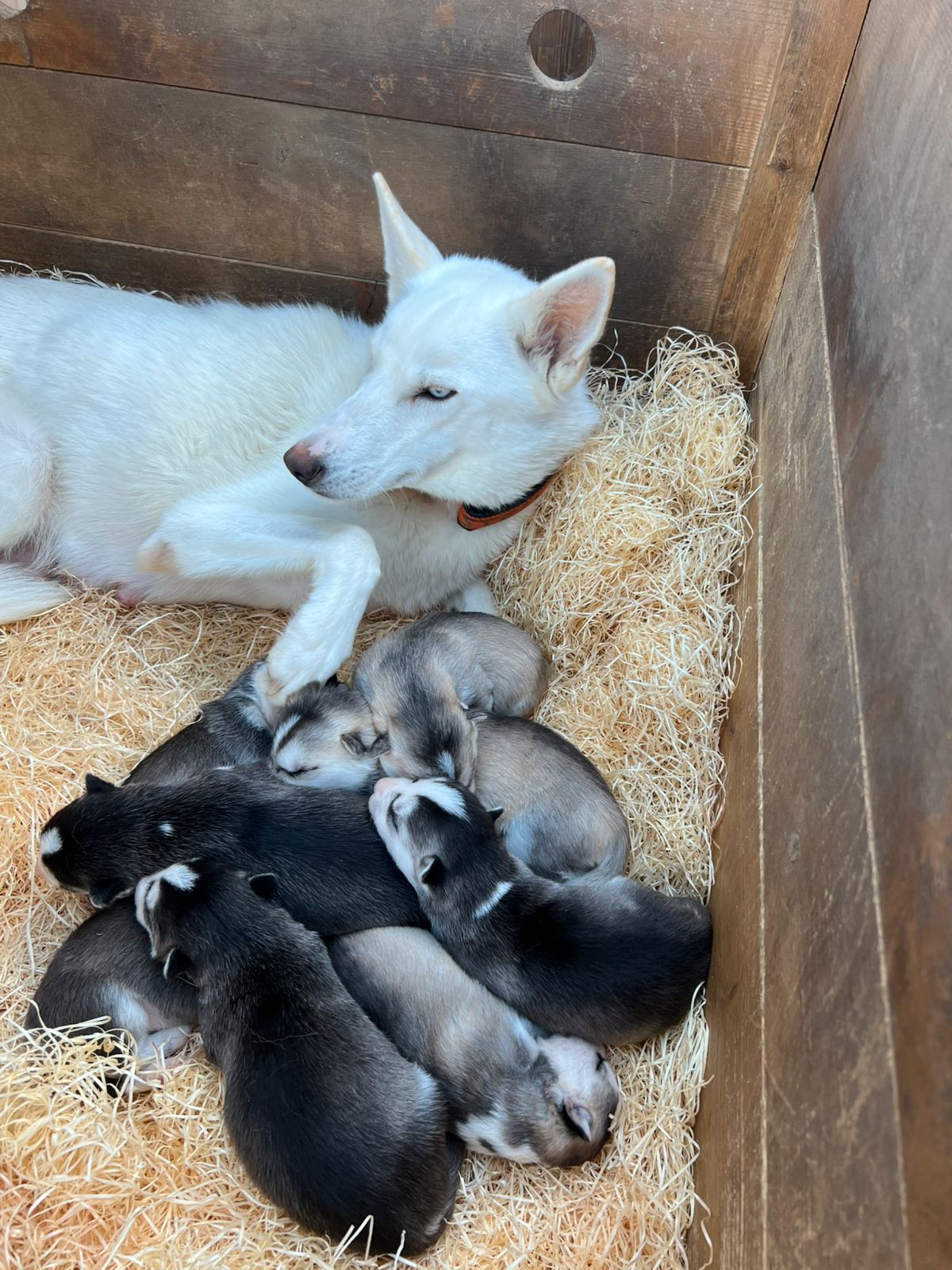 Siberian husky