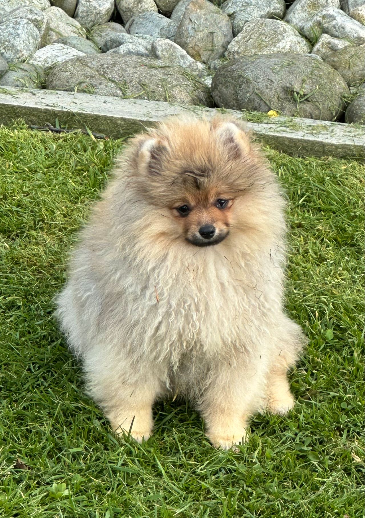 Pomeranian