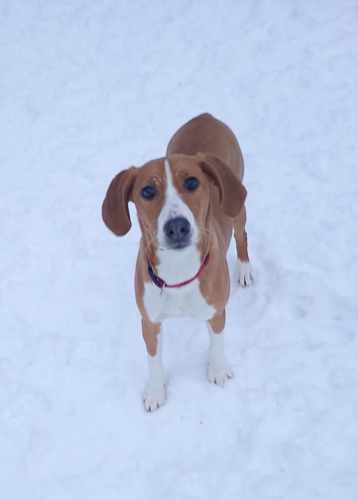 Hygenhund