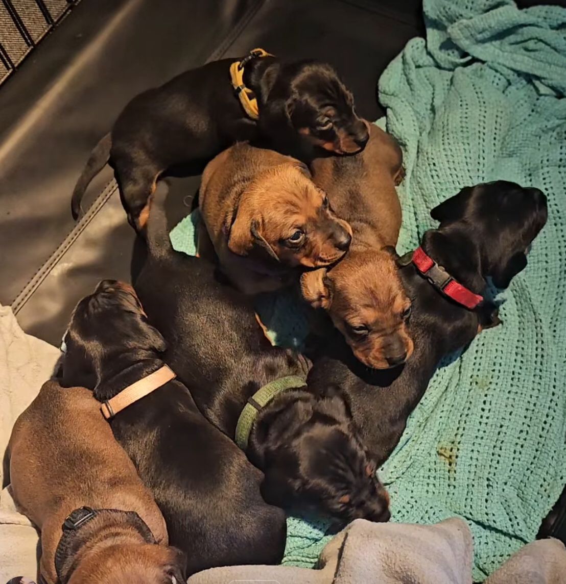 Dachshund korthåret