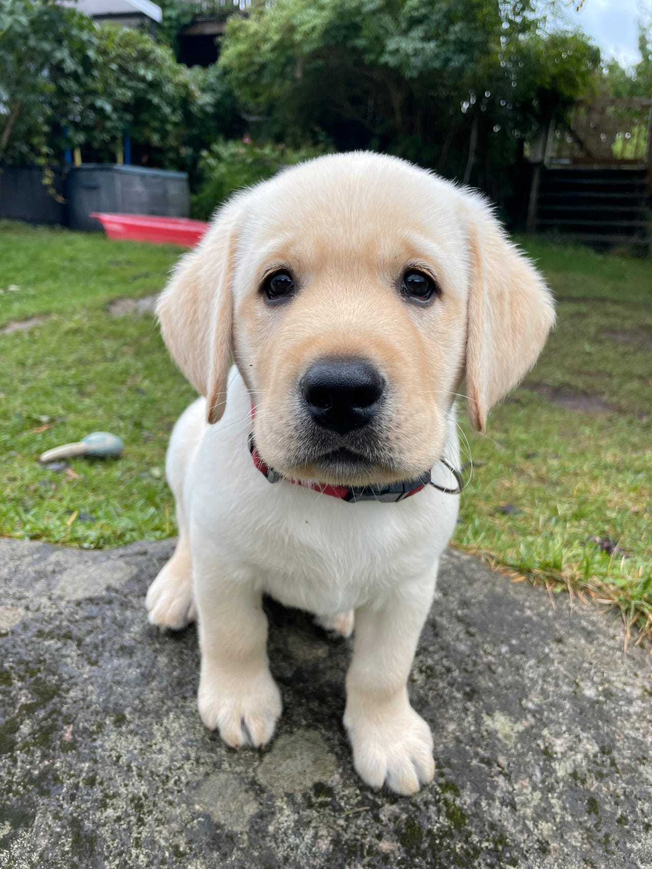 Labrador retriever
