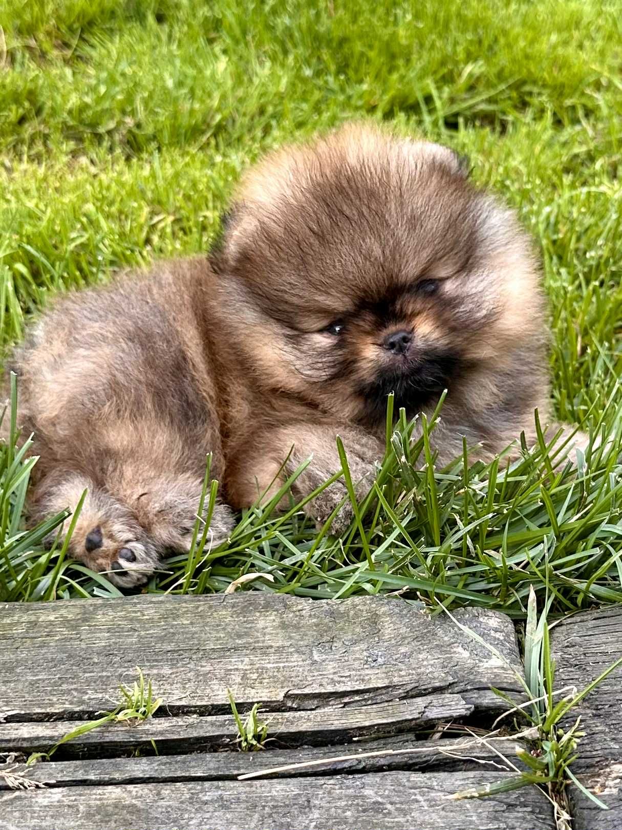 Pomeranian