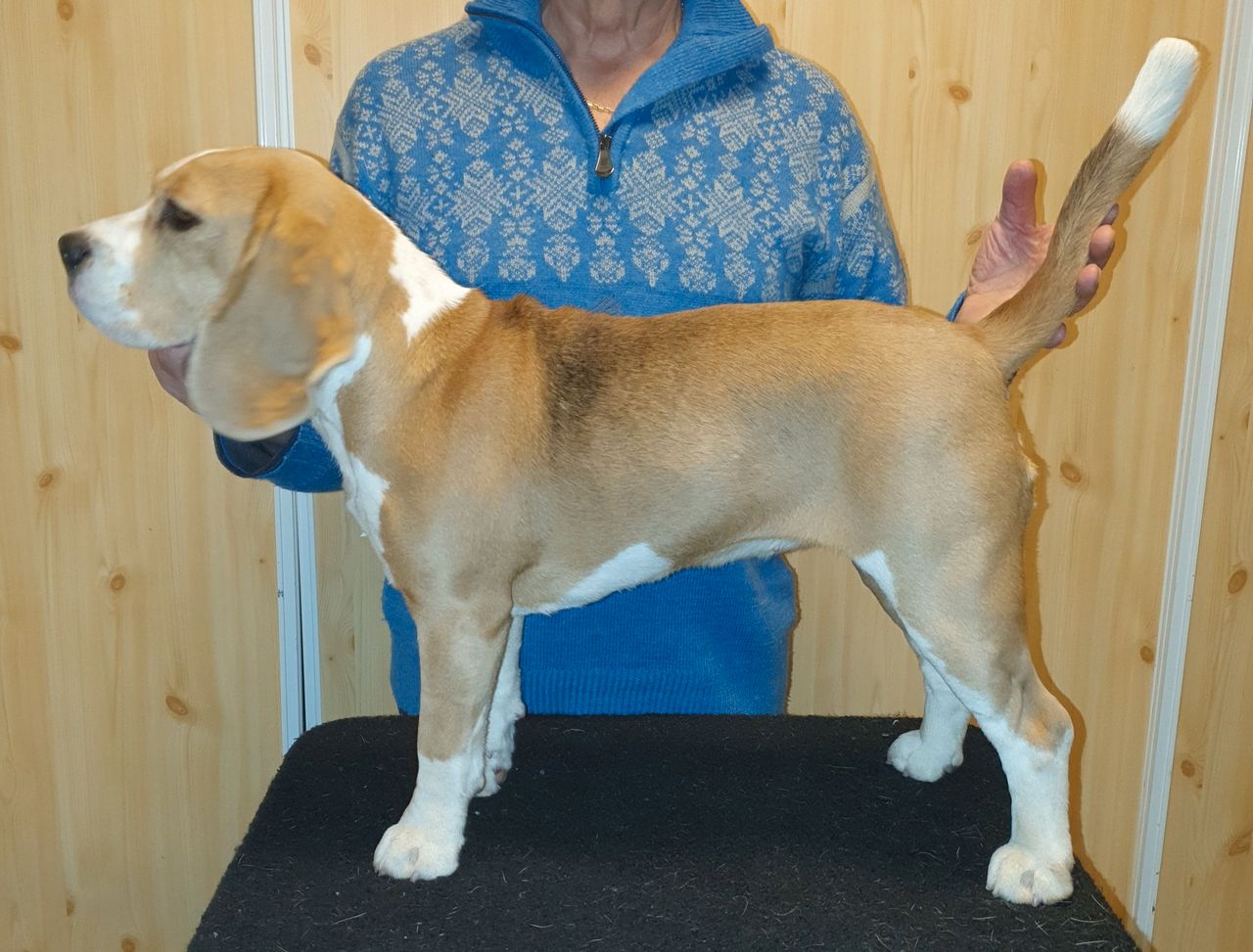 Beagle