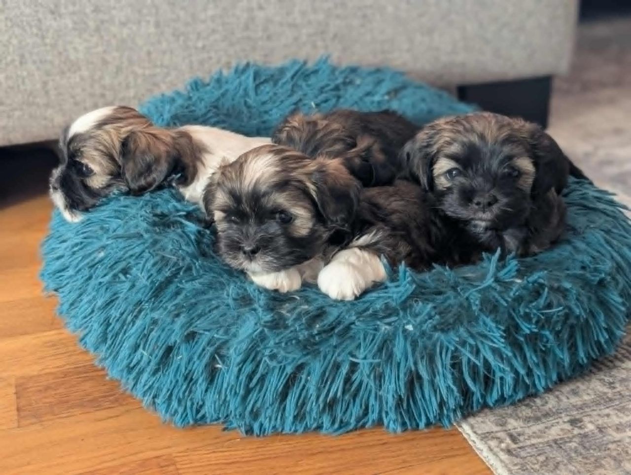 Lhasa apso