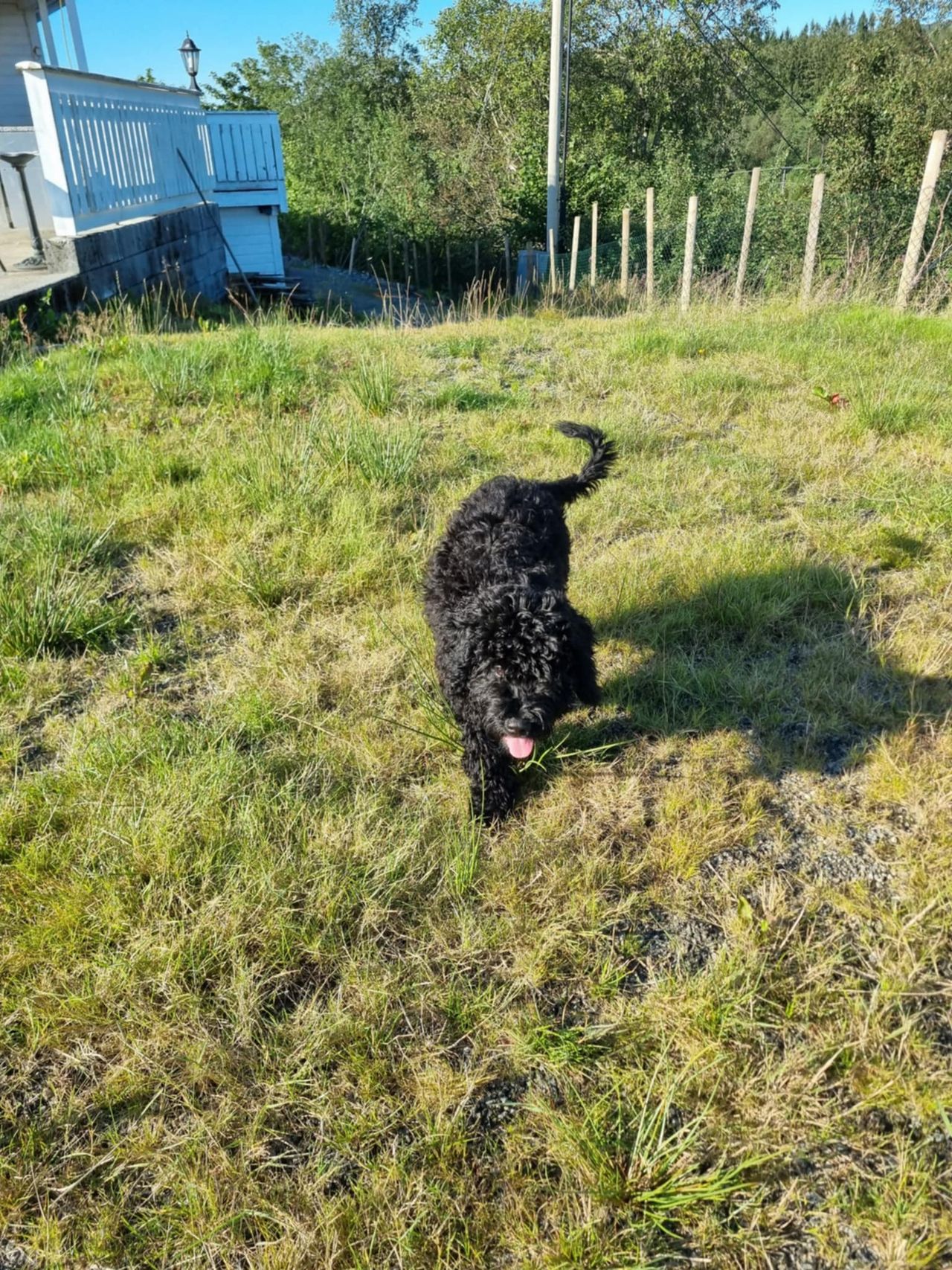 Spansk vannhund