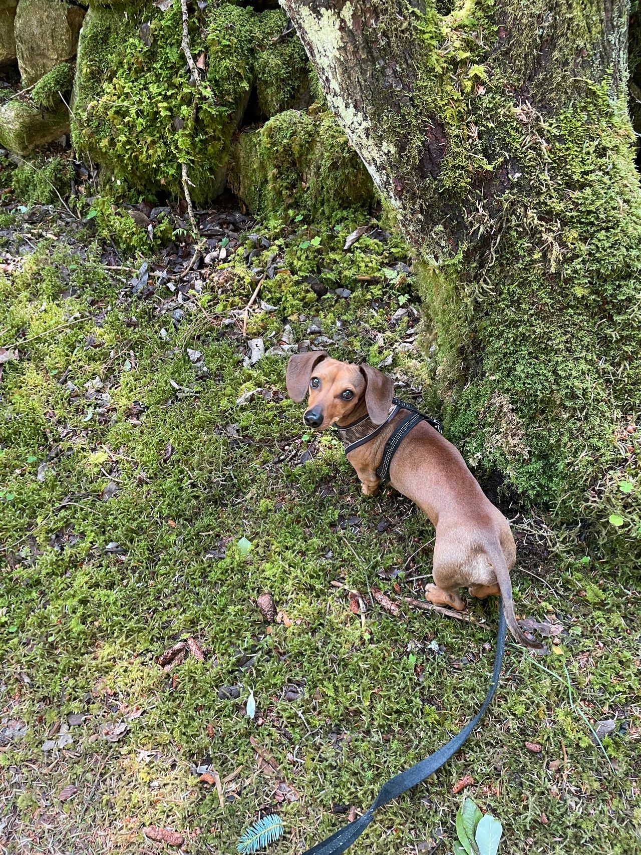 Dachshund korthåret