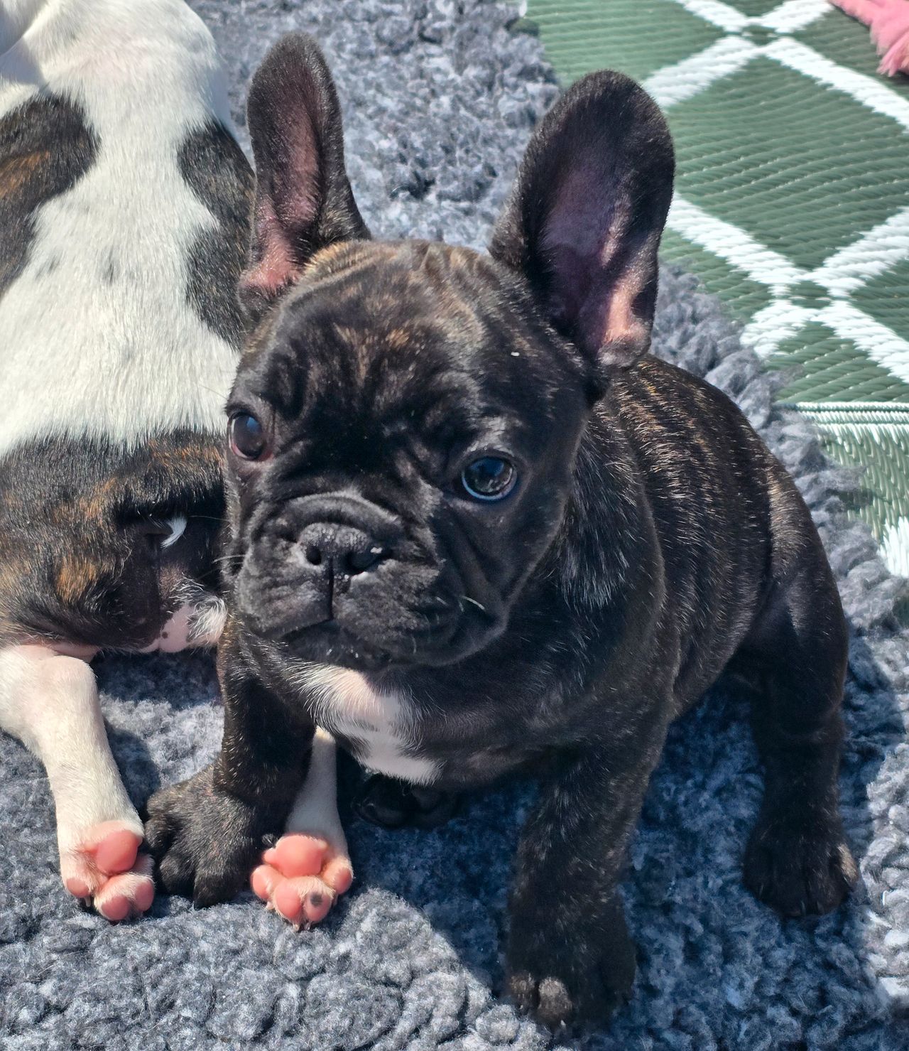 Fransk bulldog