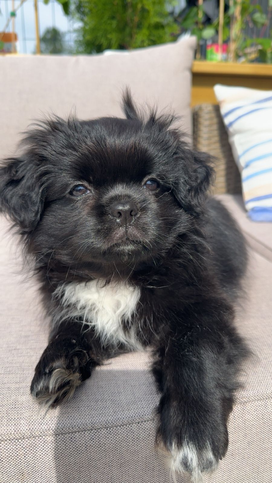 Tibetansk spaniel