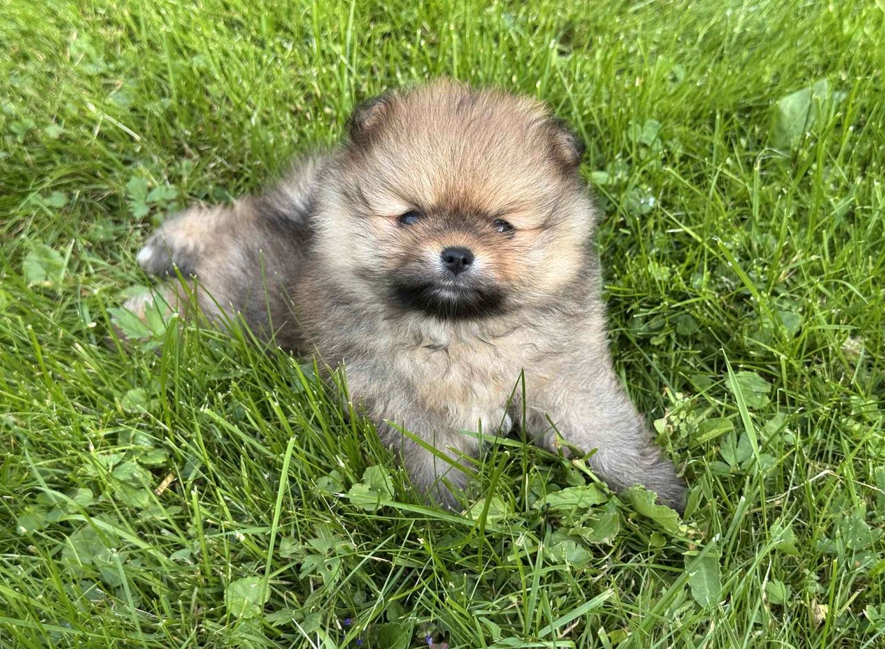 Pomeranian
