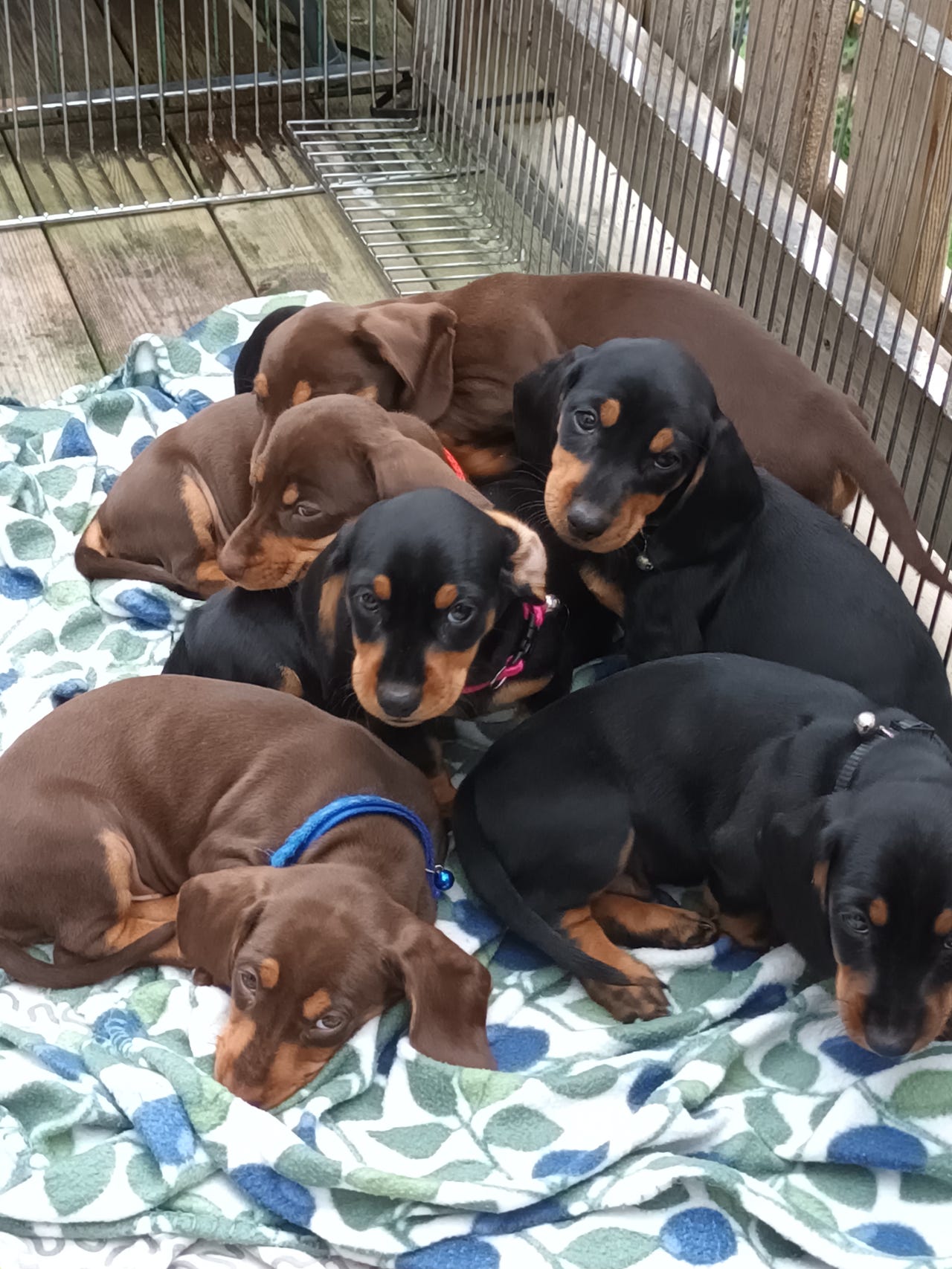Dvergdachshund korthåret