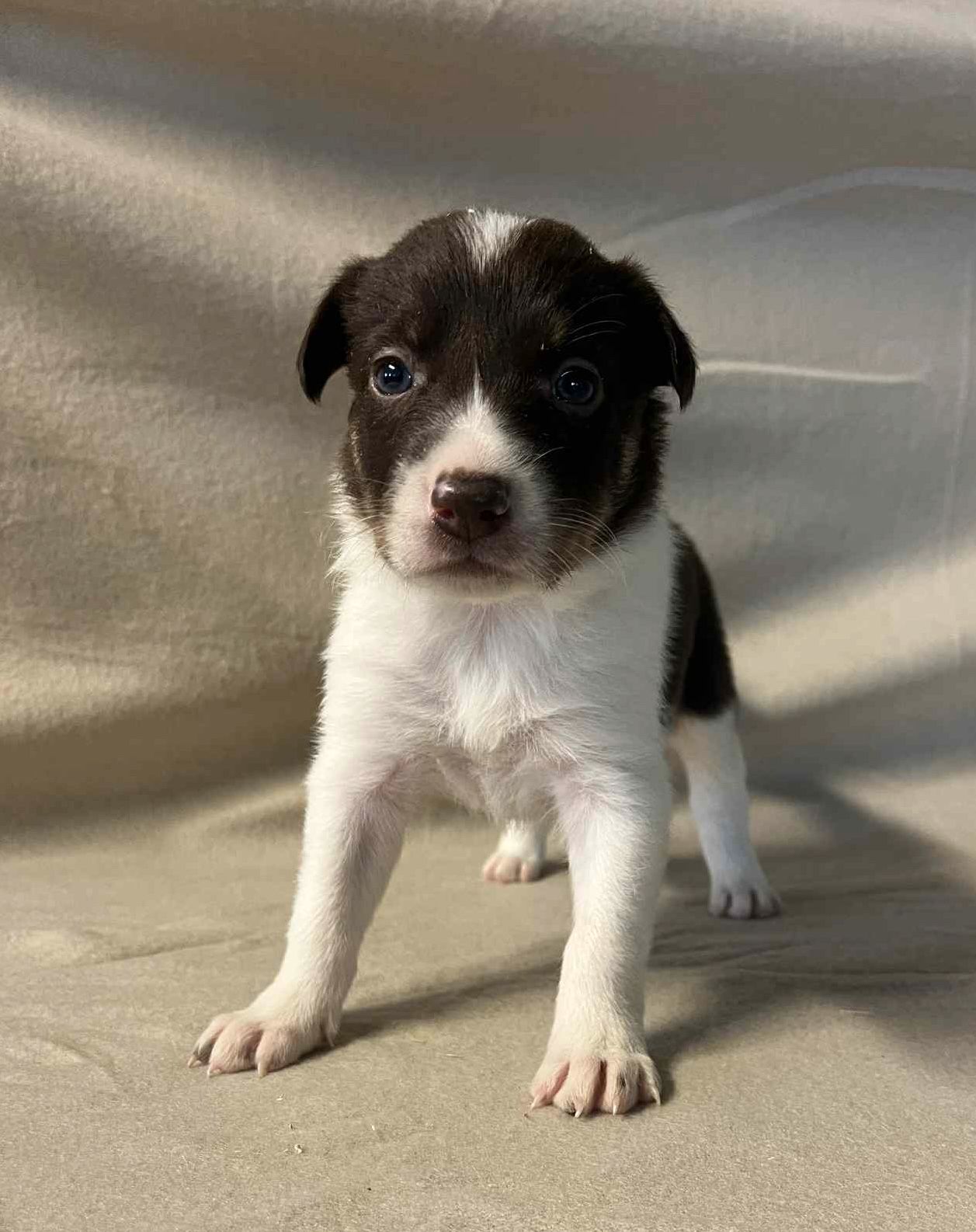 Border collie