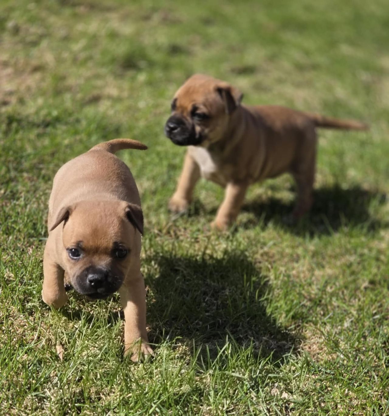 Staffordshire bull terrier