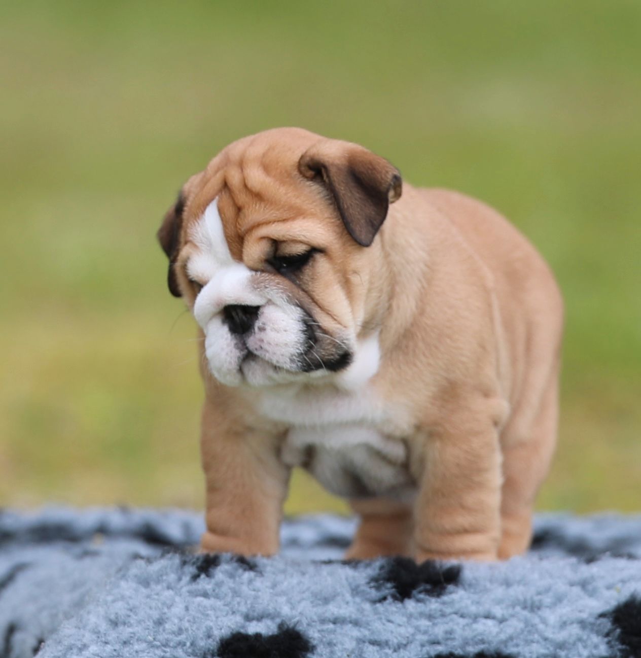 Engelsk bulldog