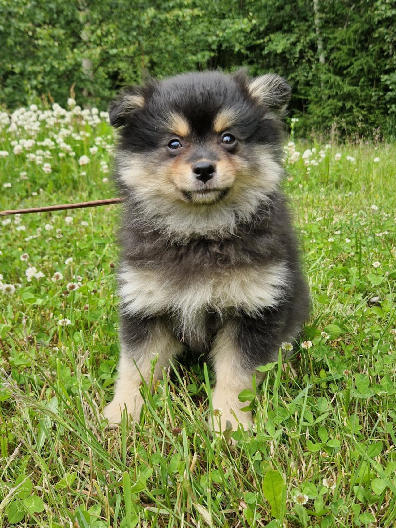 Kleinspitz