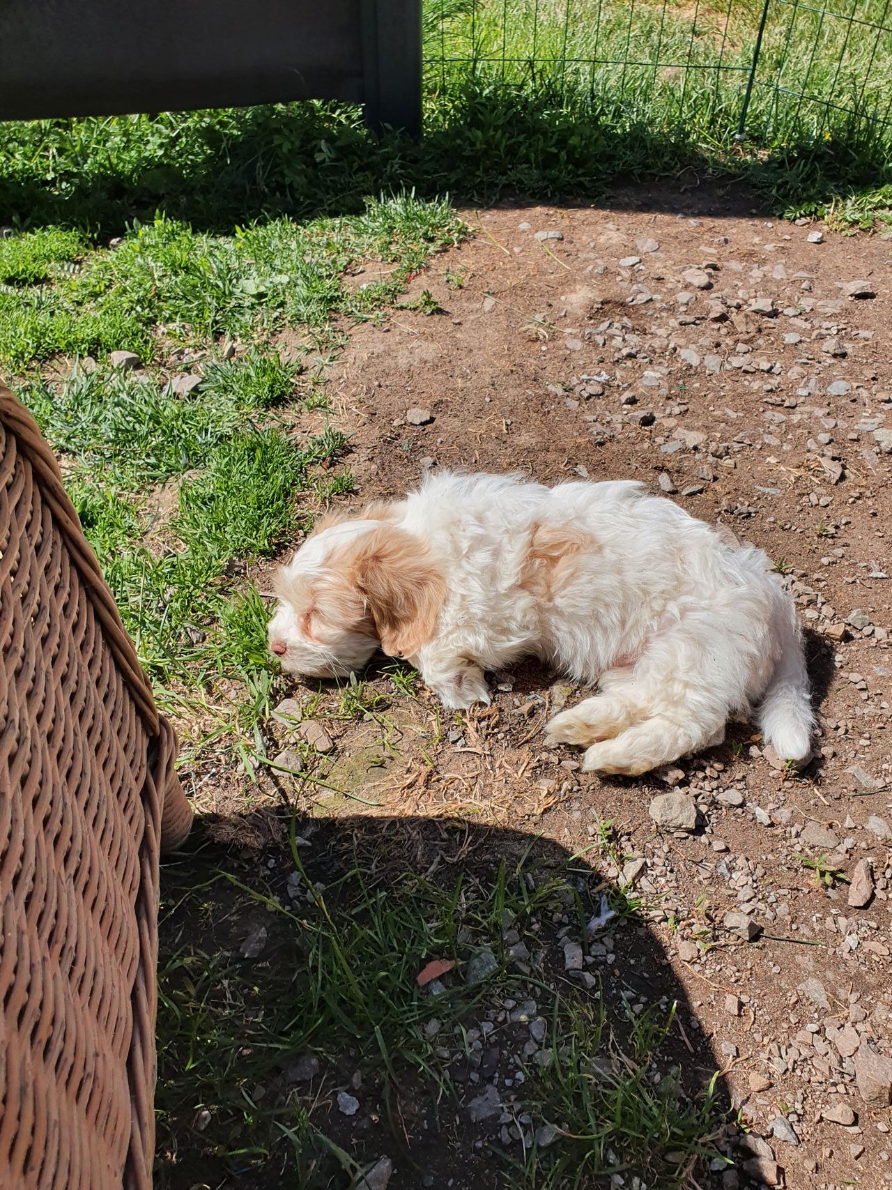 Bichon havanais