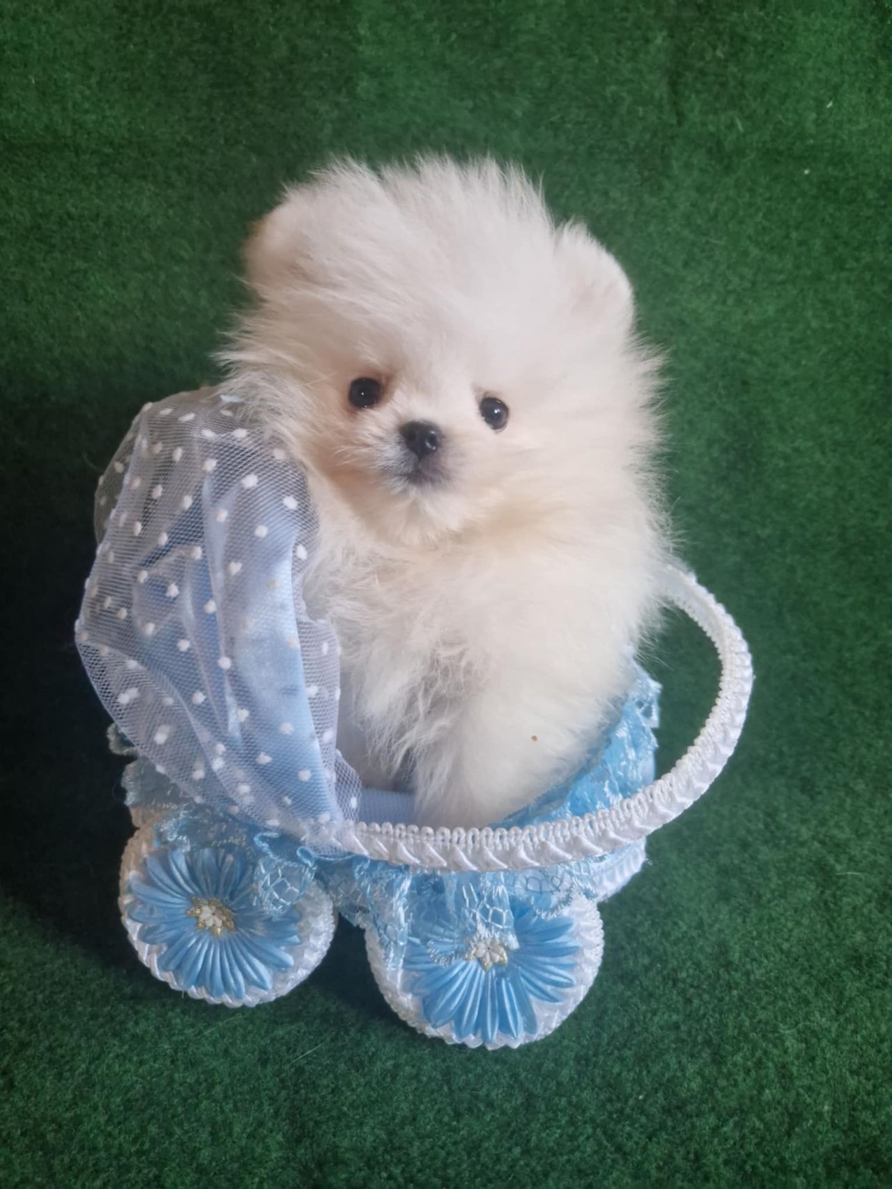 Pomeranian