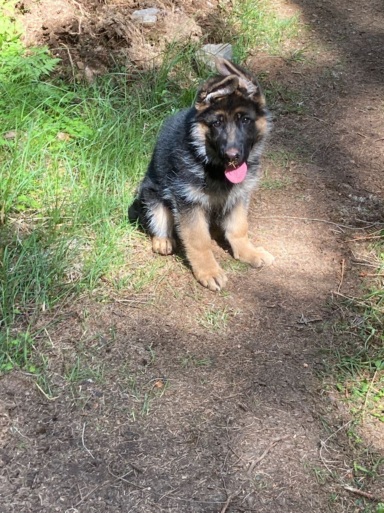 Schäferhund normalhår