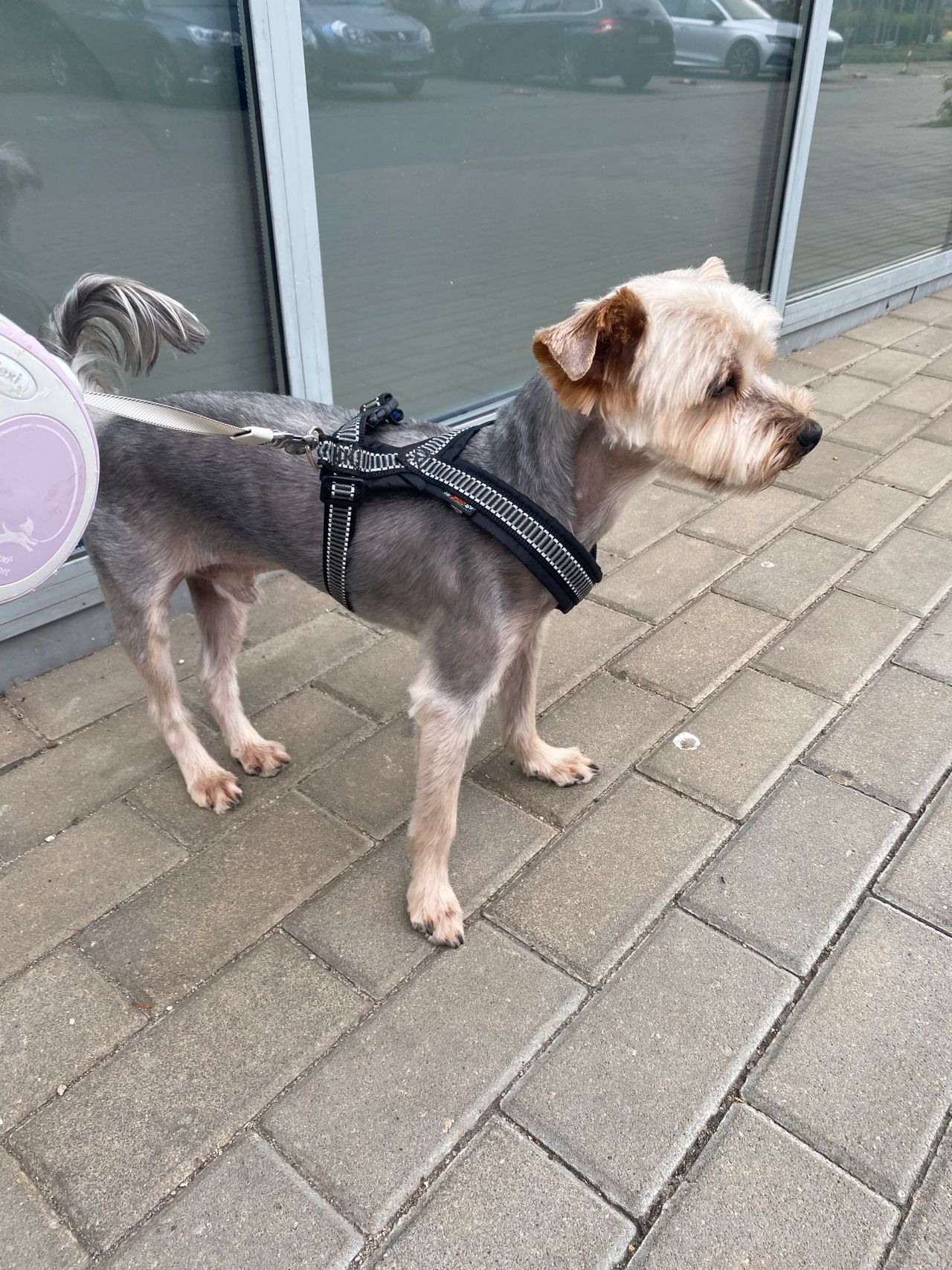 Yorkshire terrier