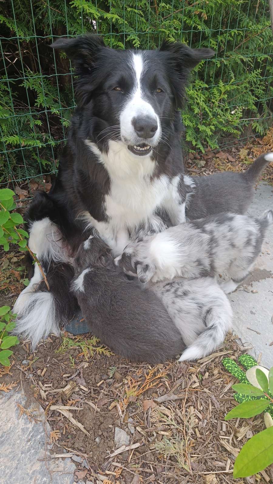 Border collie