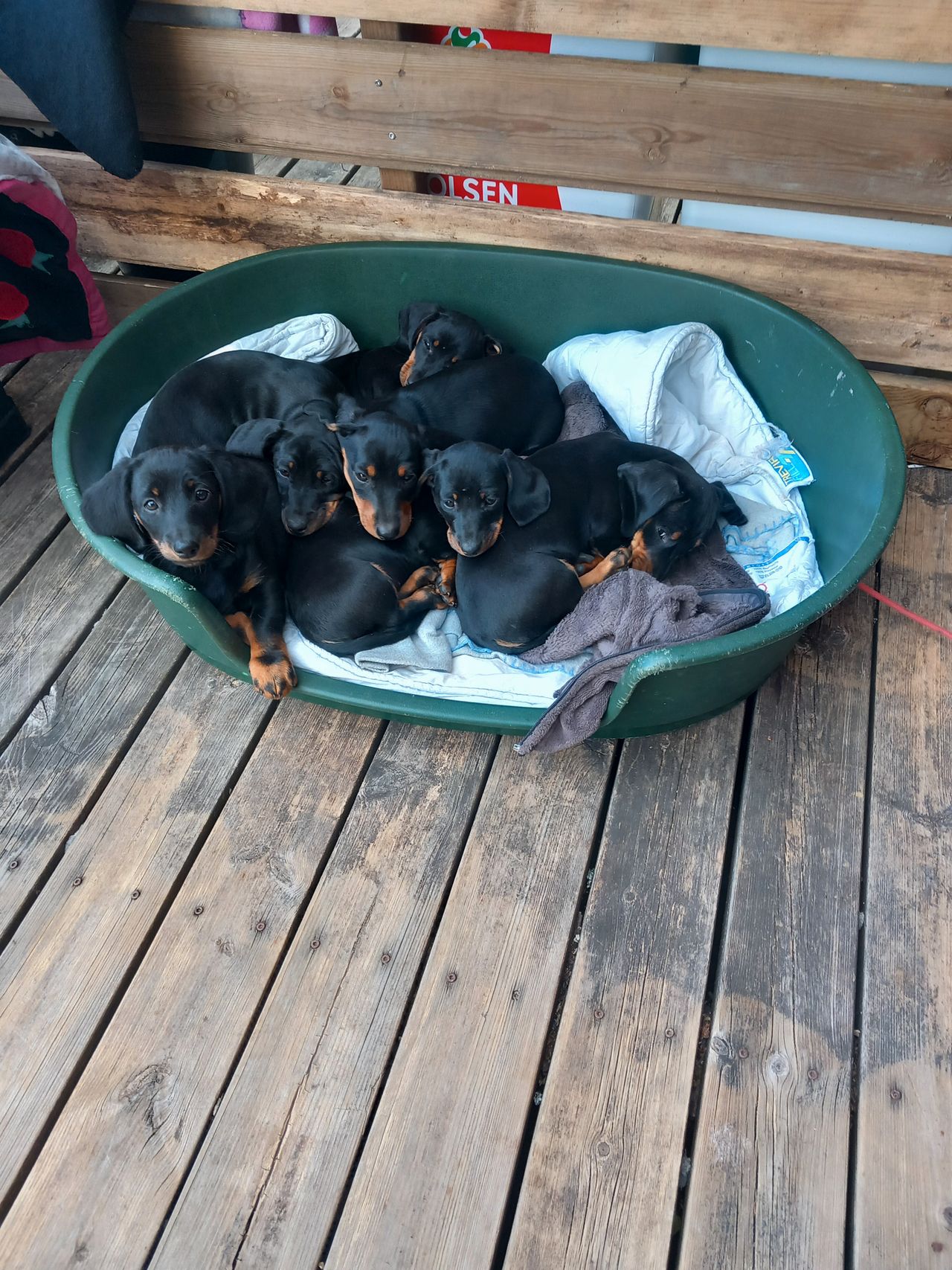 Dvergdachshund korthåret
