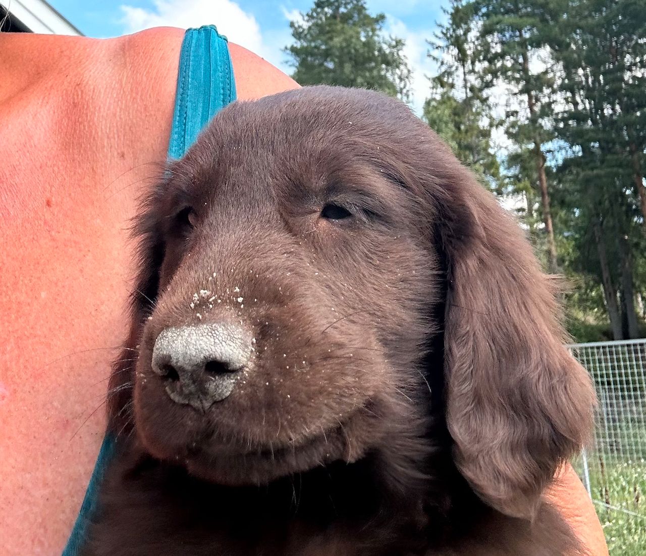 Flat coated retriever
