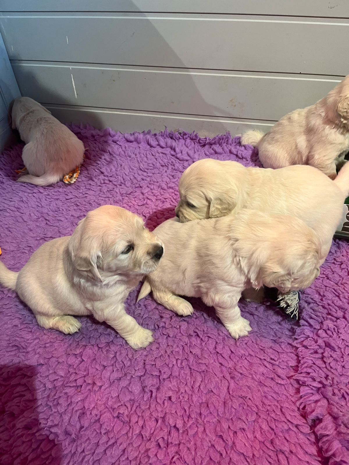 Golden retriever