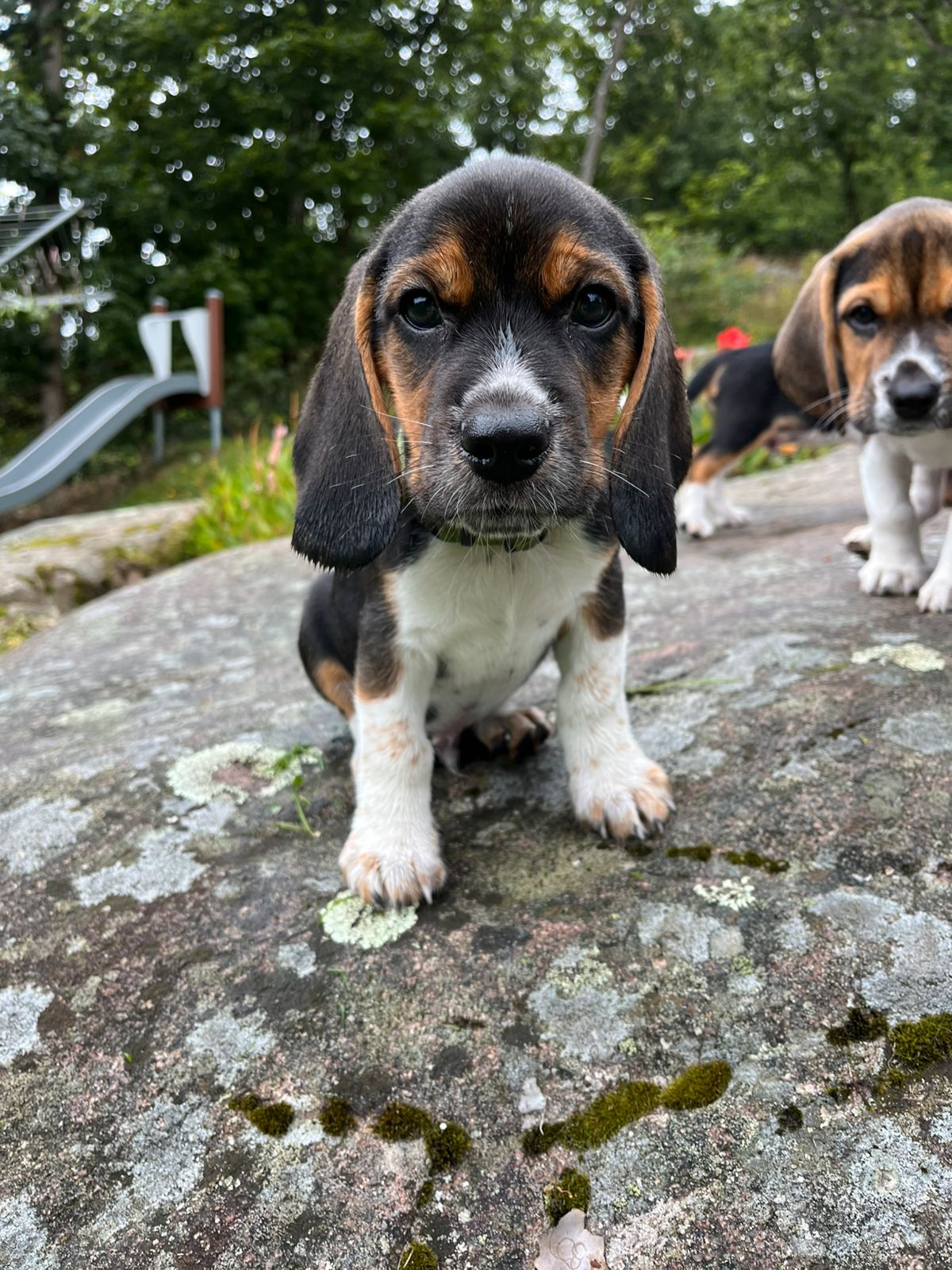 Beagle