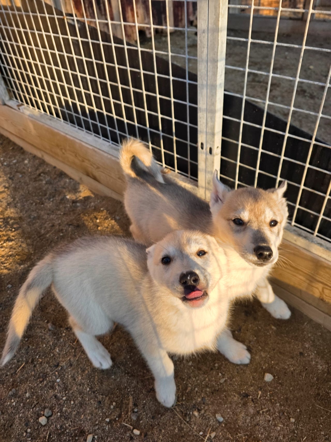 Siberian husky