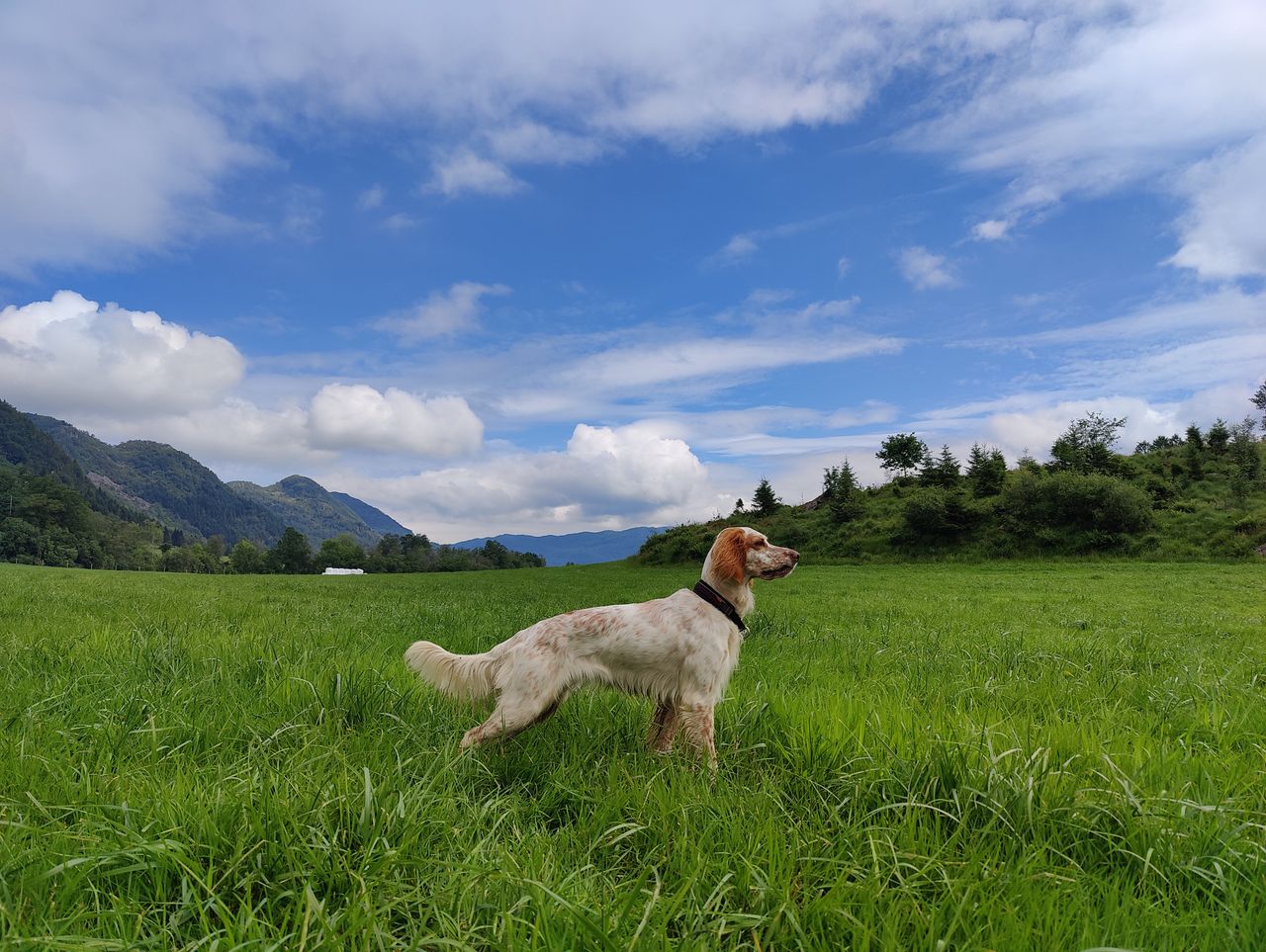Engelsk setter