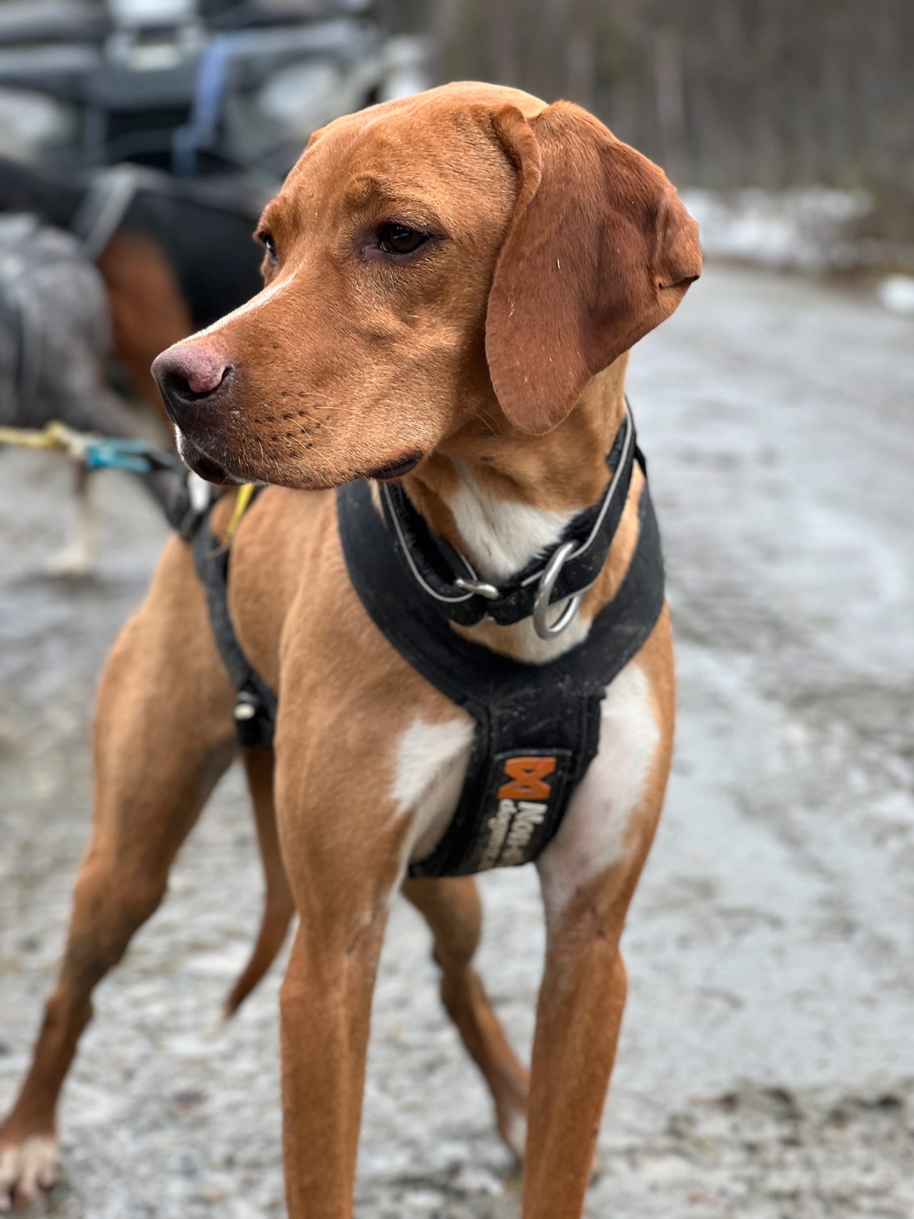Pointer