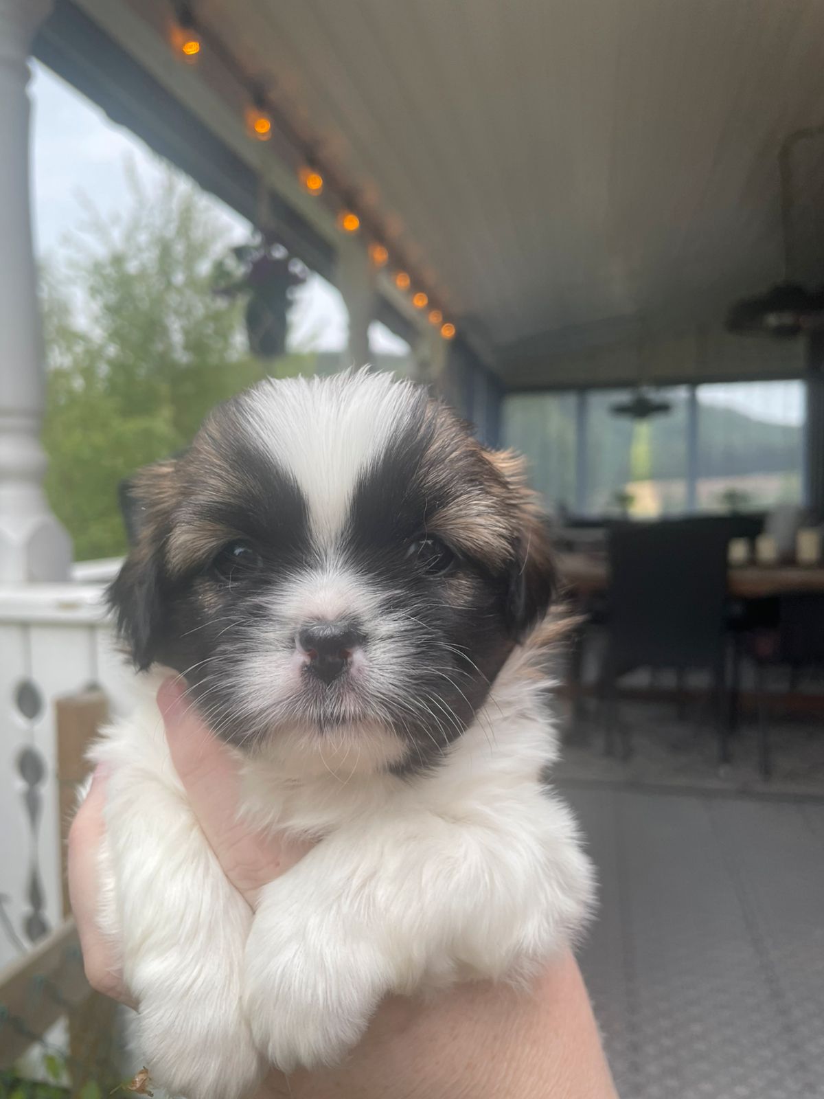 Tibetansk spaniel