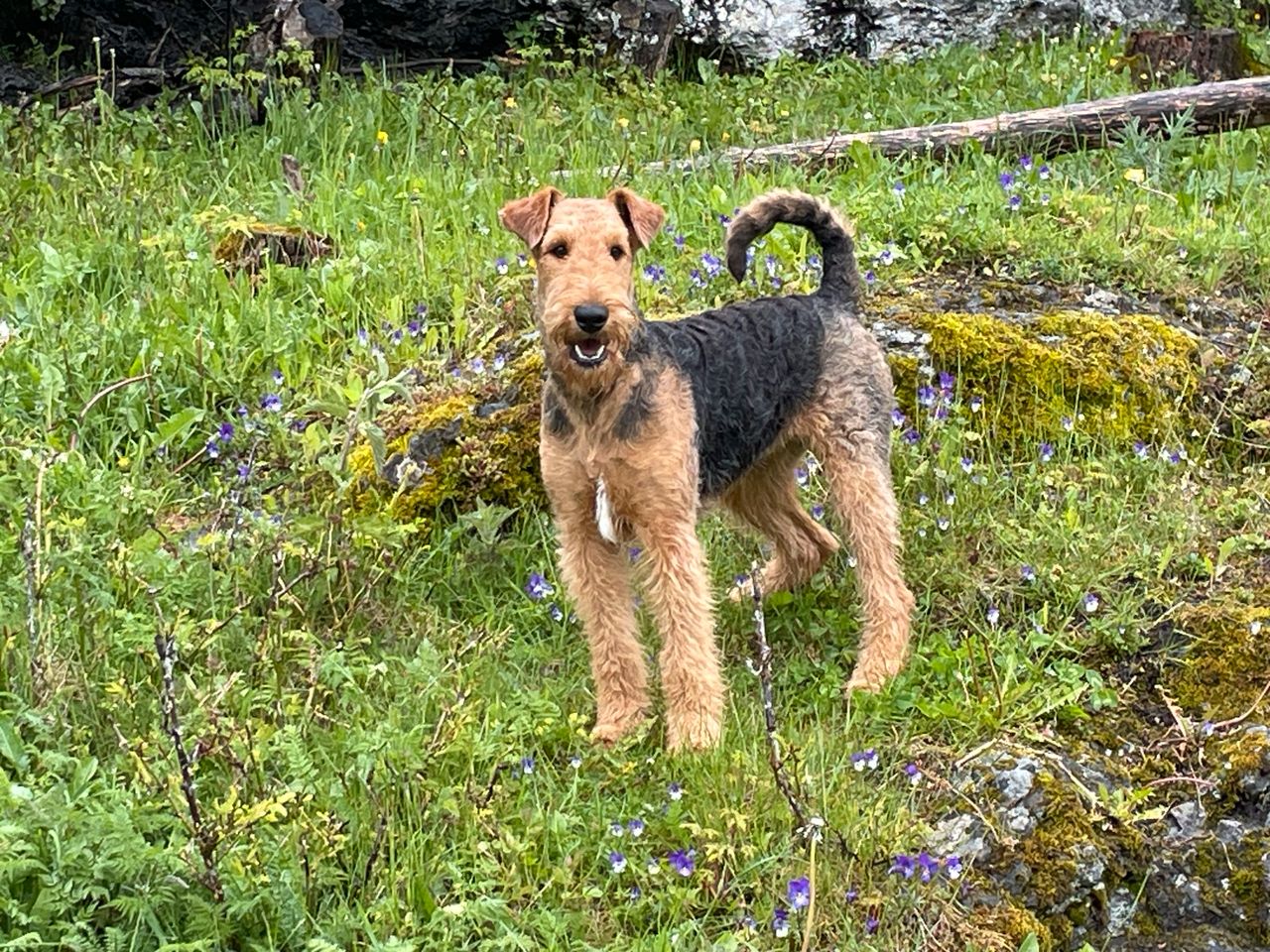 Airedale terrier