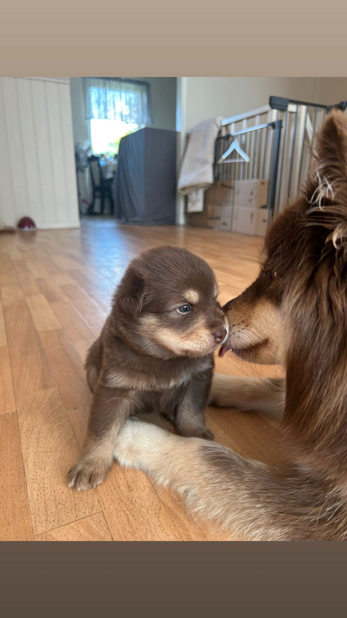 Finsk lapphund
