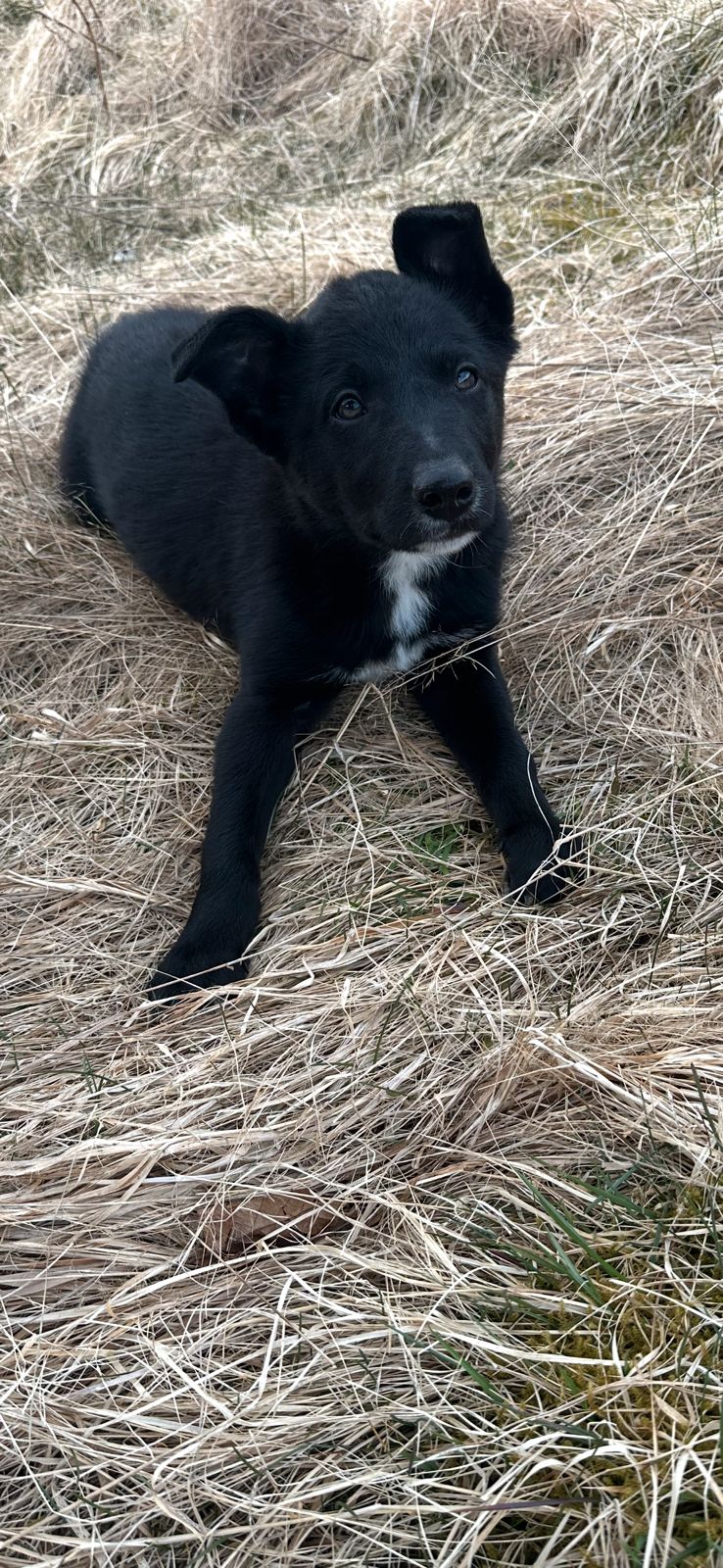 Border collie