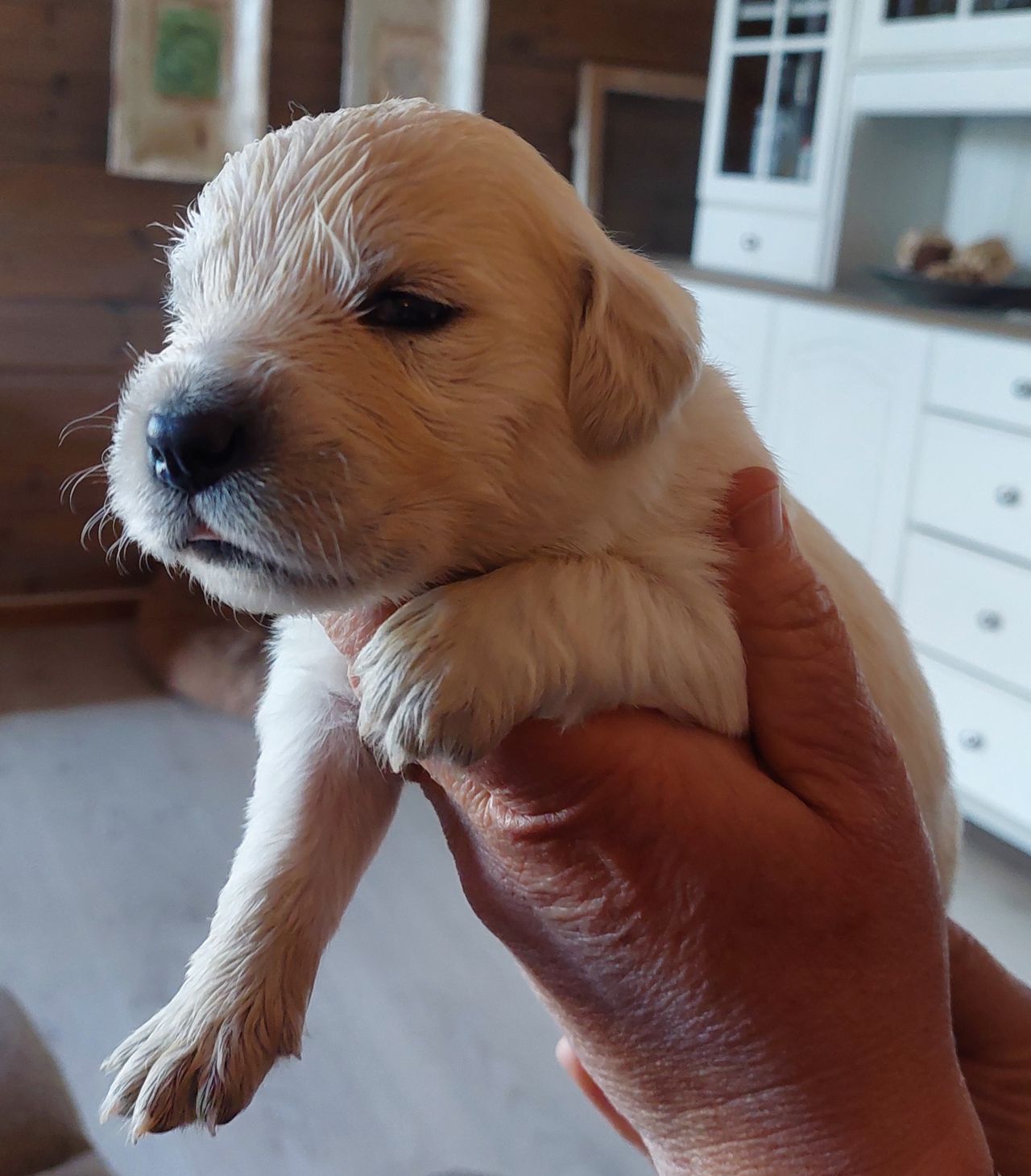 Golden retriever