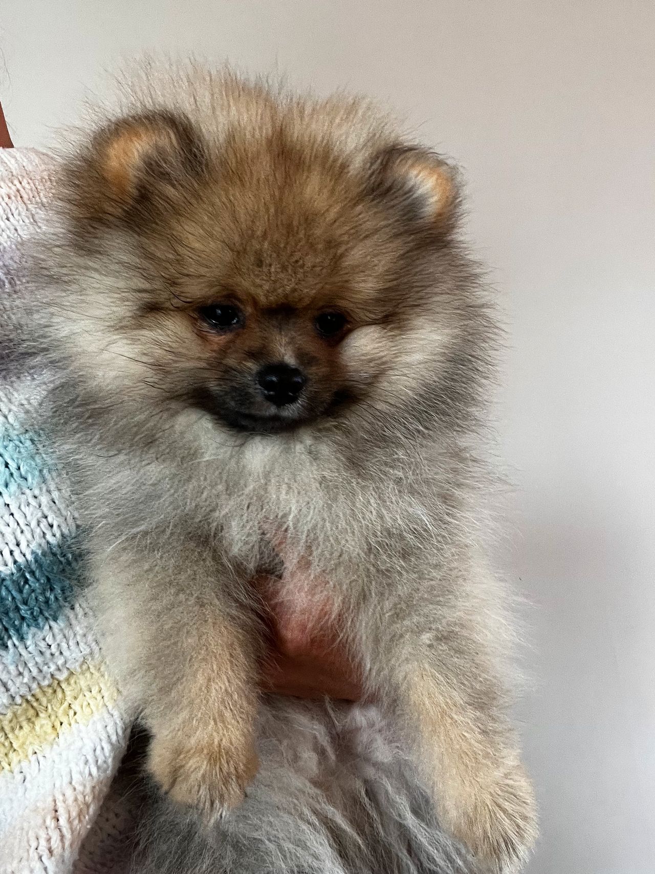 Pomeranian