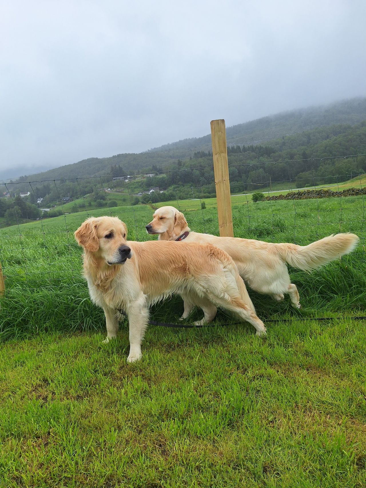 Golden retriever