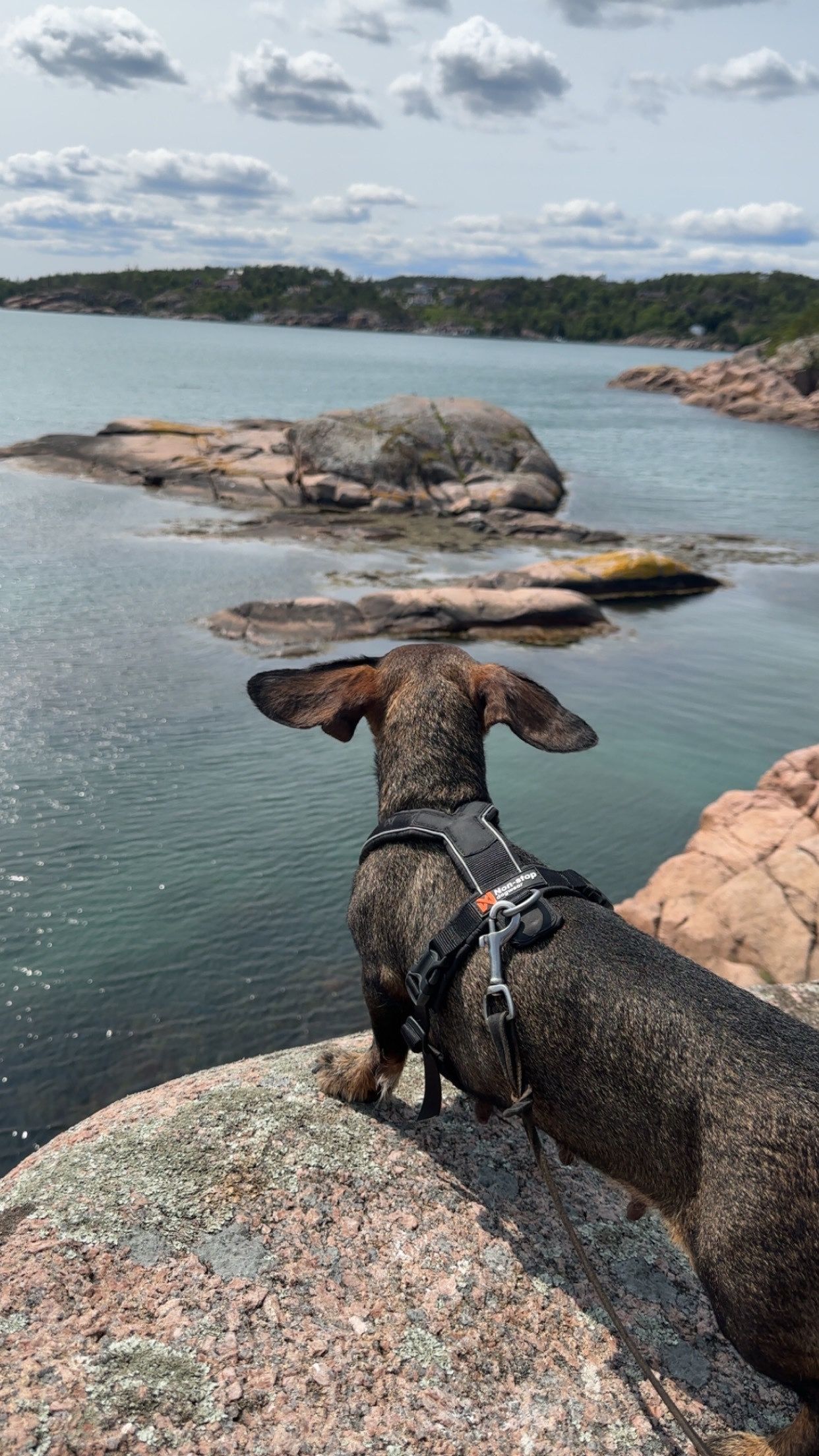 Dachshund strihåret