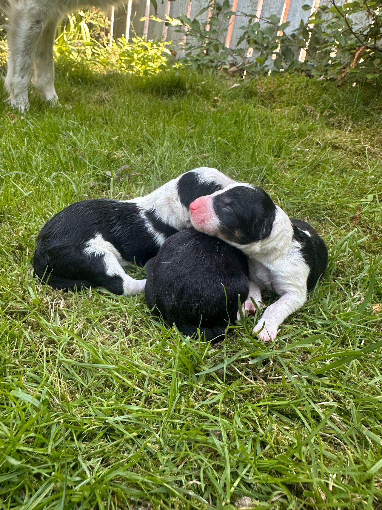 Border collie