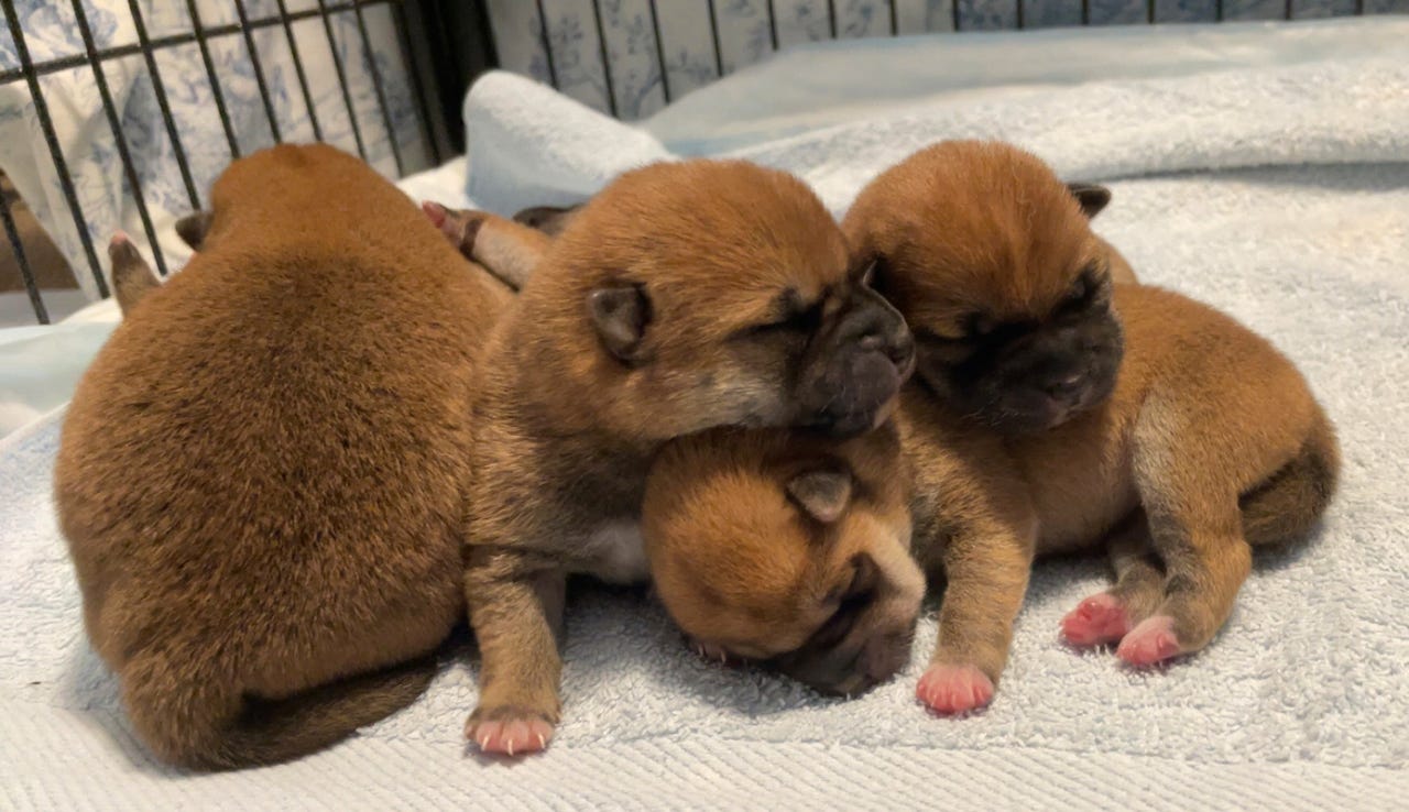 Shiba