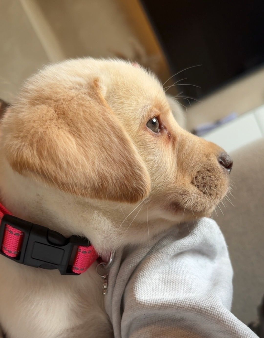 Labrador retriever