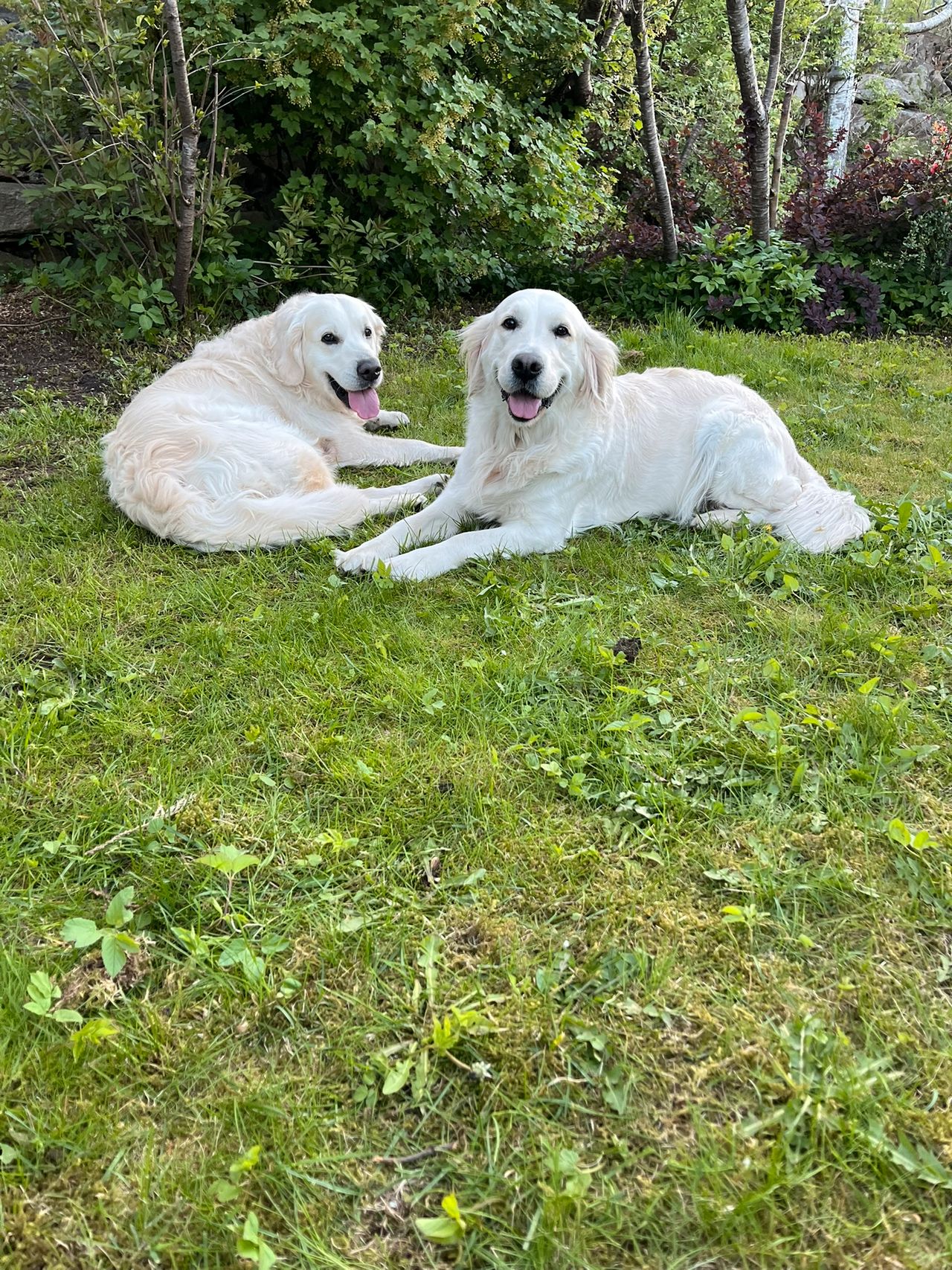 Golden retriever