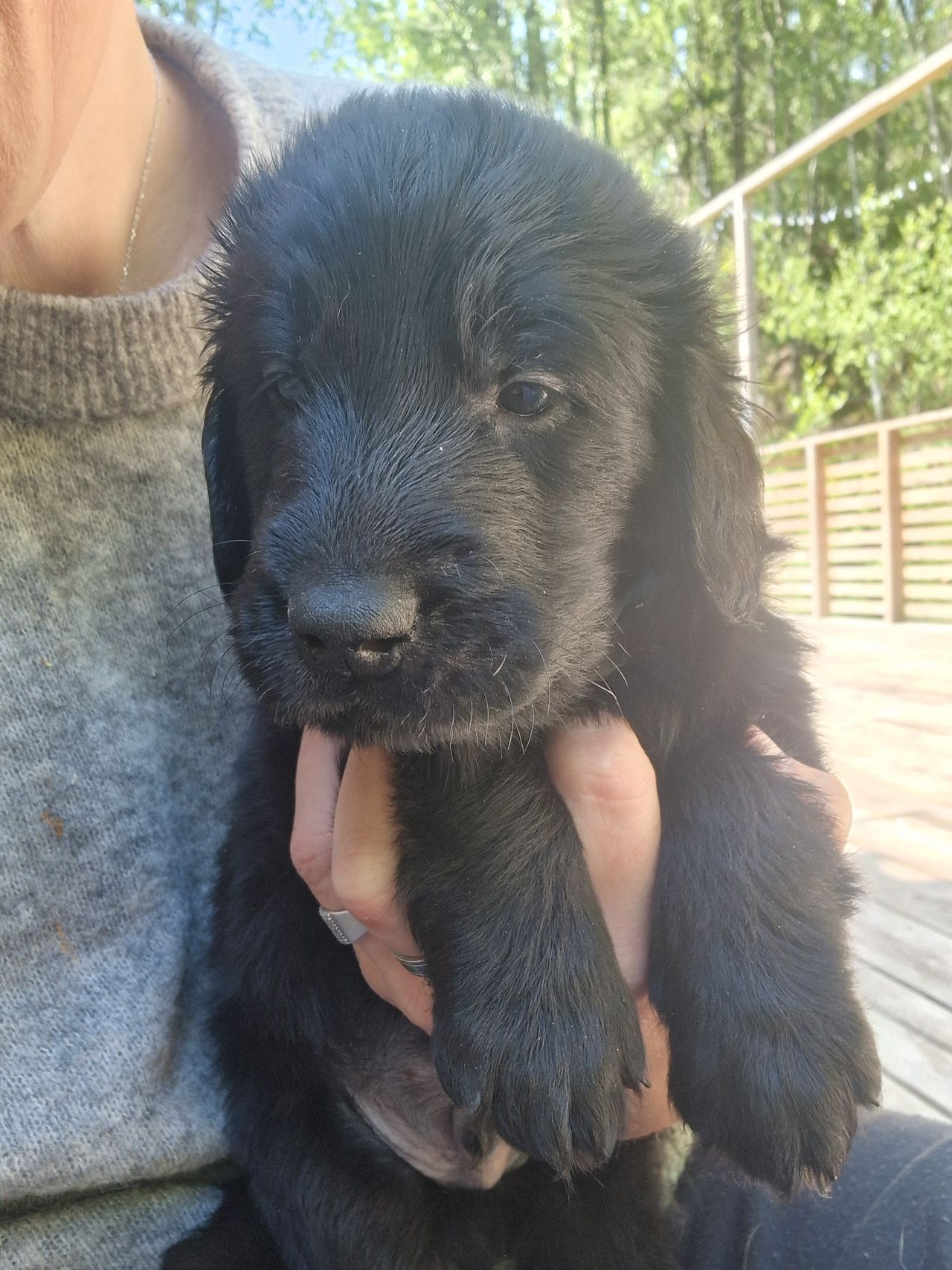 Flat coated retriever