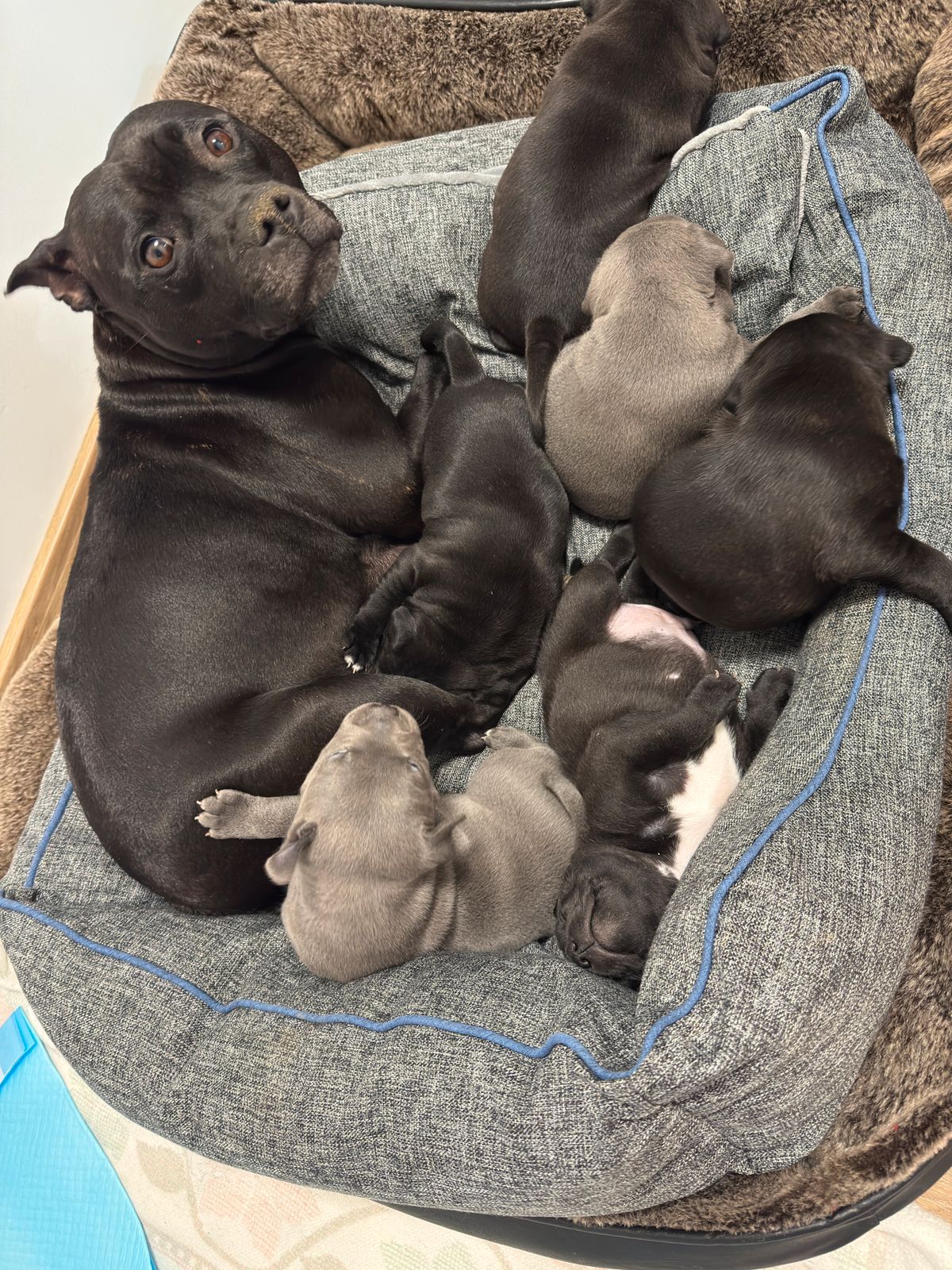 Staffordshire bull terrier