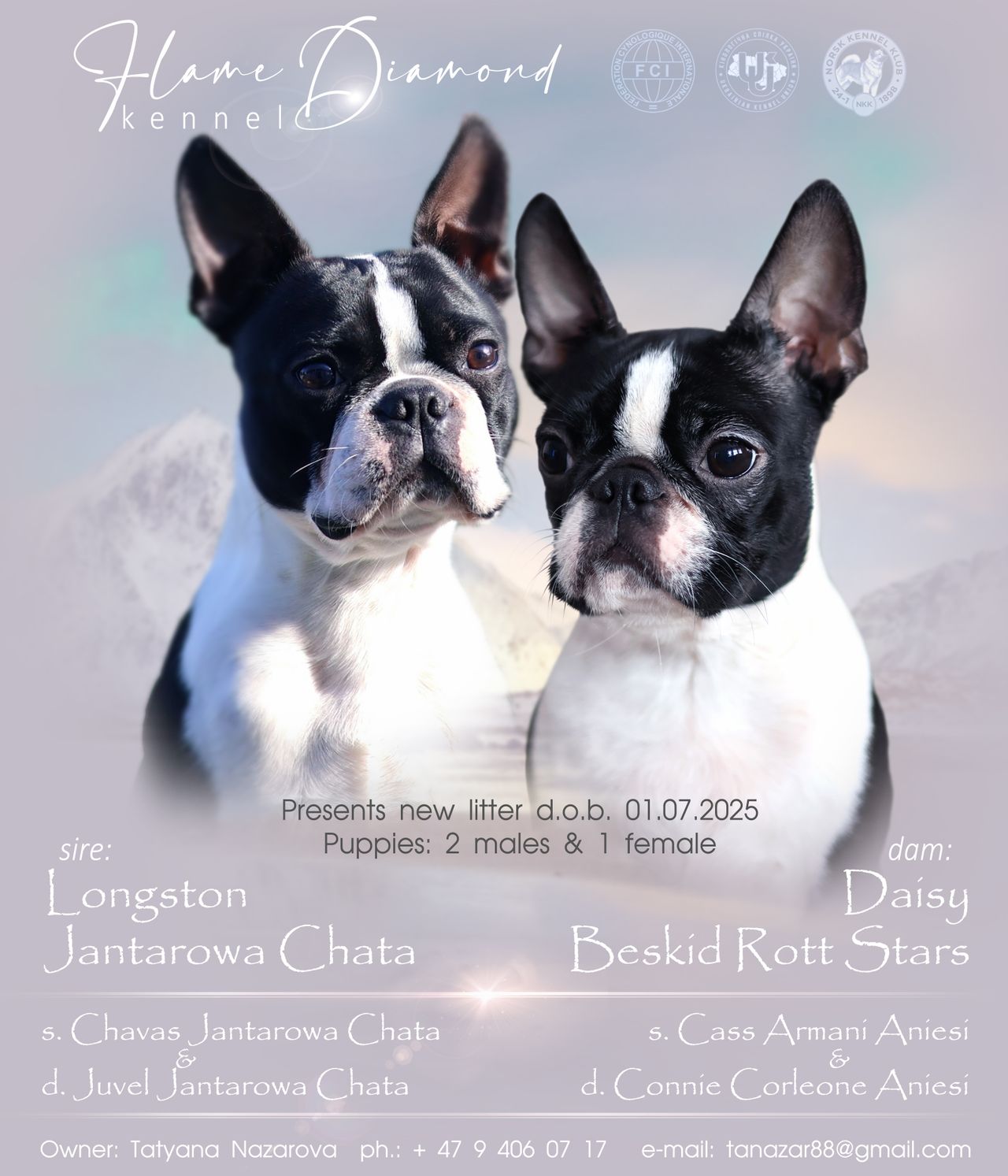 Boston terrier