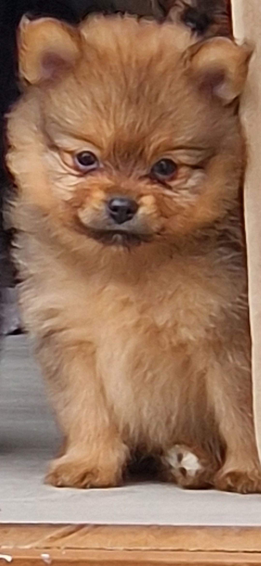 Pomeranian